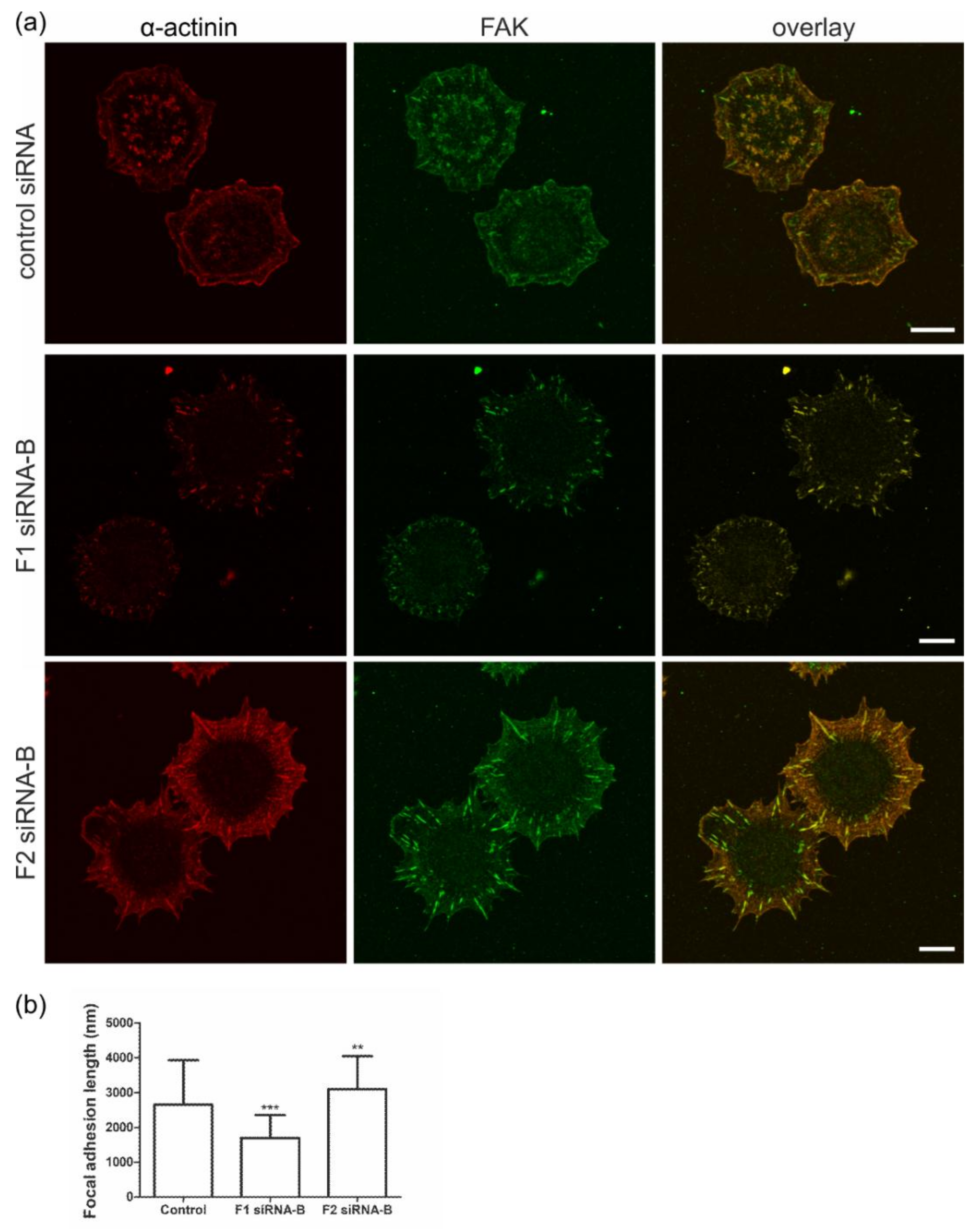 Cells 07 00028 g004