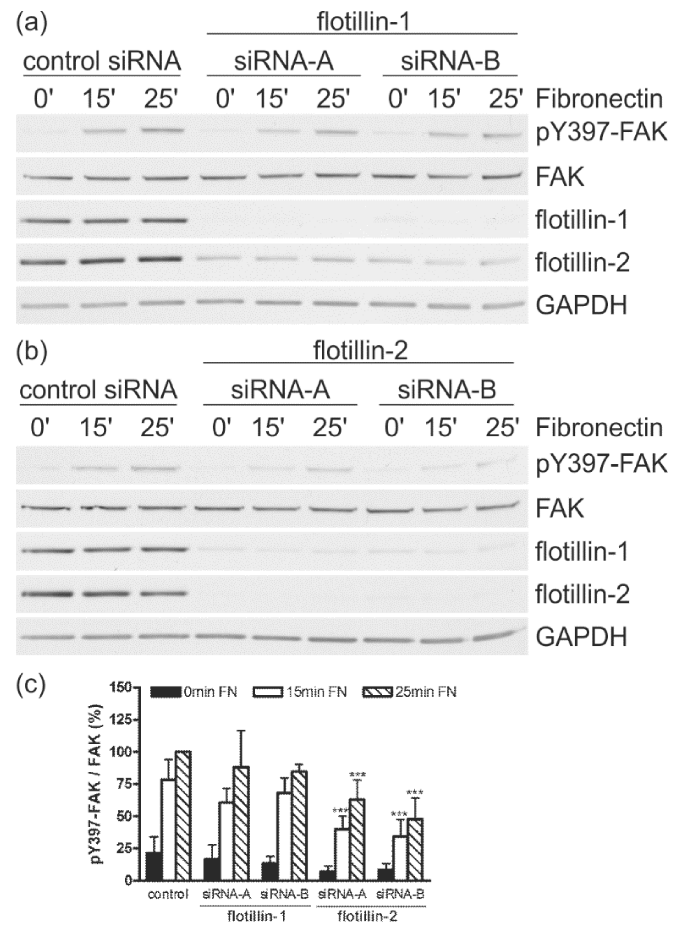 Cells 07 00028 g005