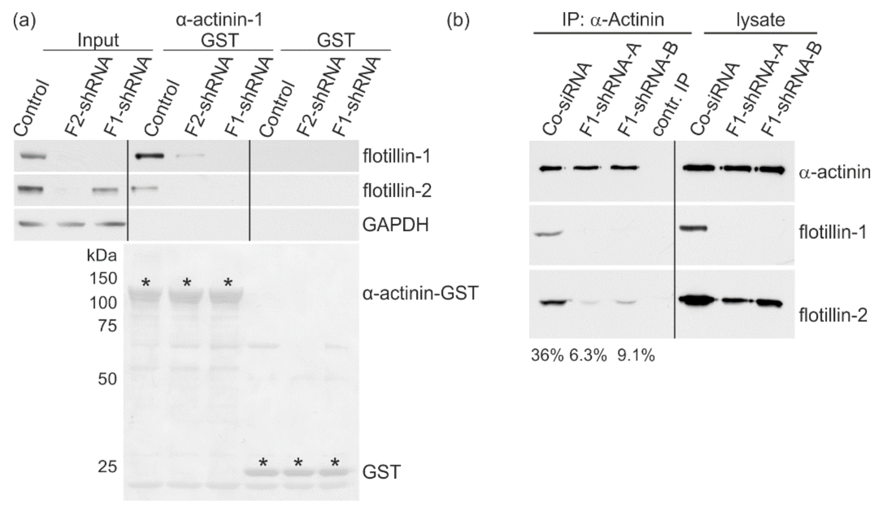 Cells 07 00028 g007