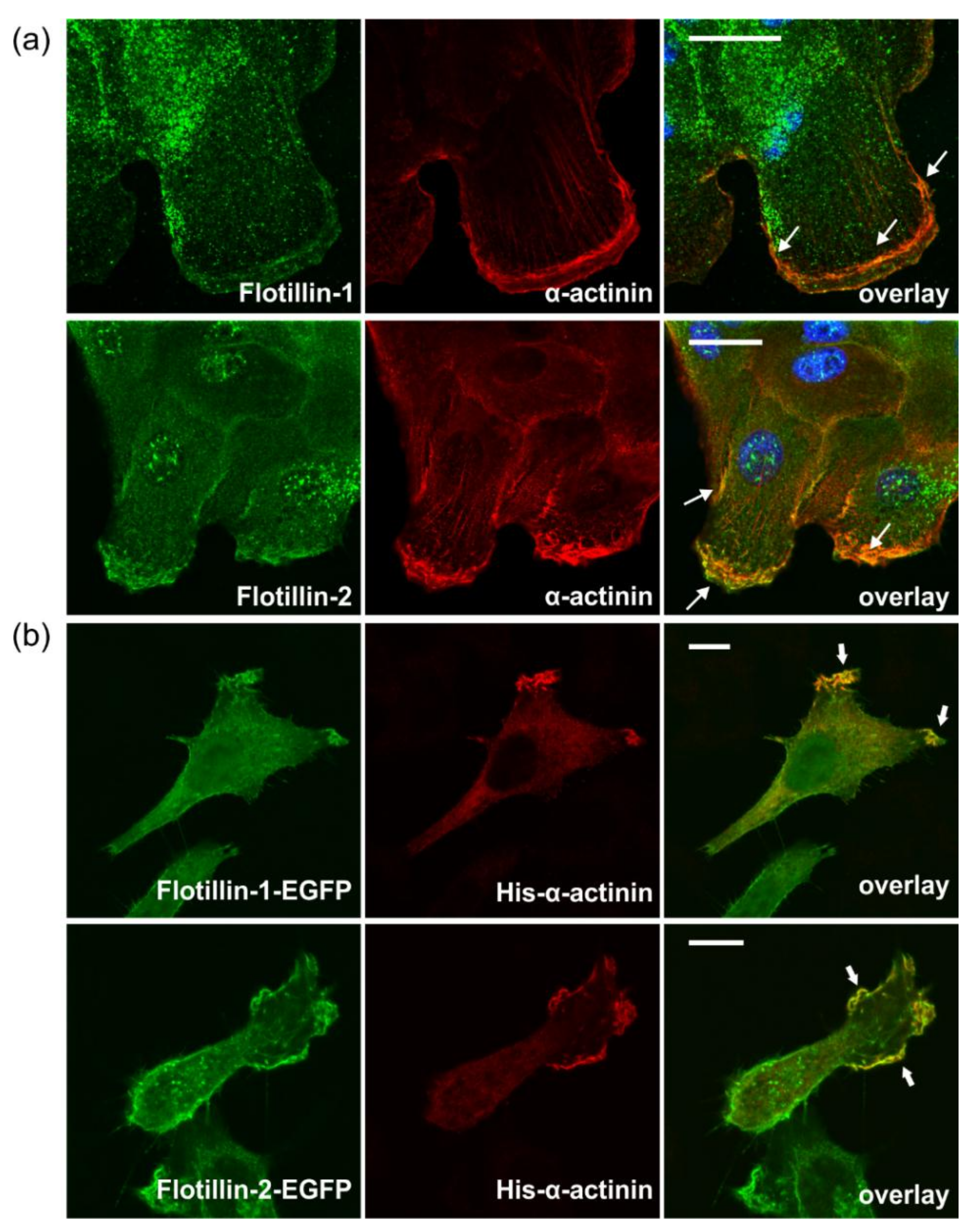 Cells 07 00028 g008
