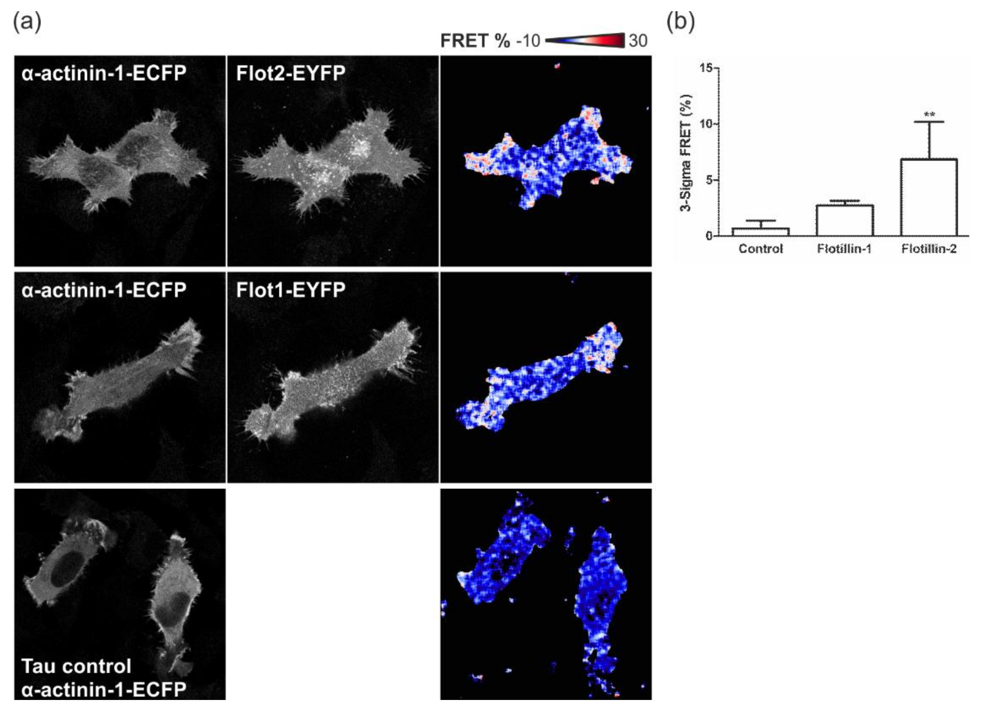 Cells 07 00028 g009