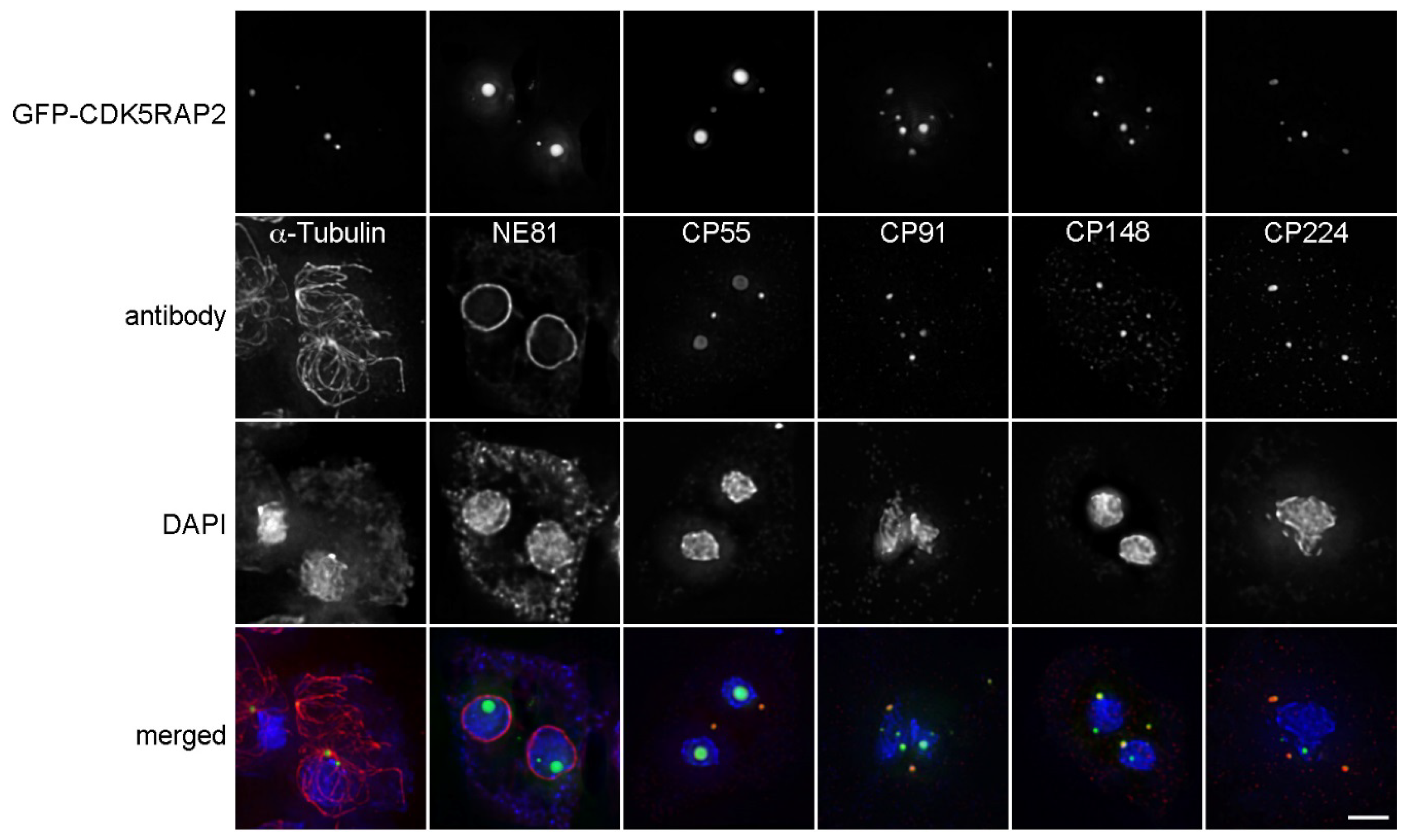 Cells 07 00032 g007