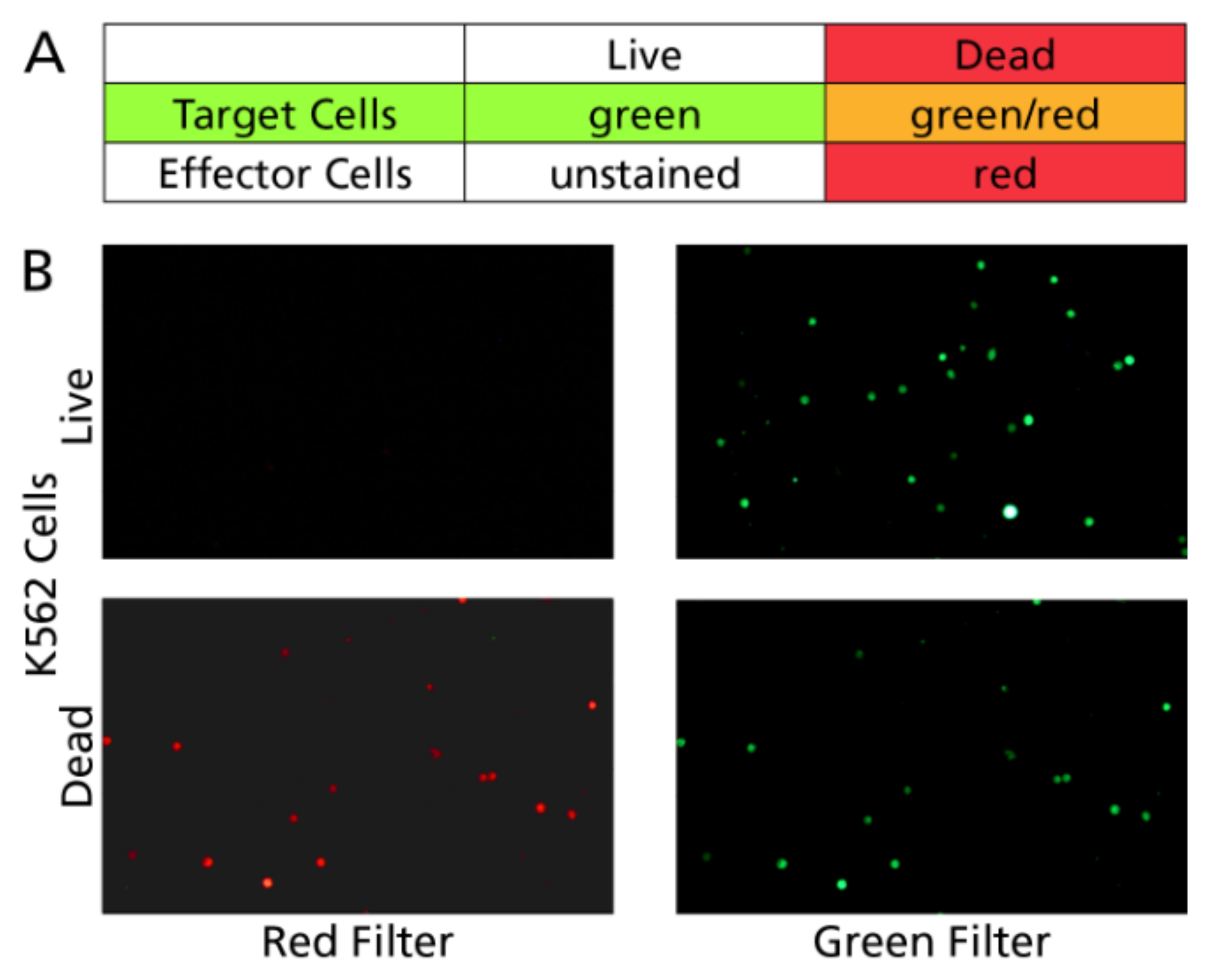Cells 07 00035 g005