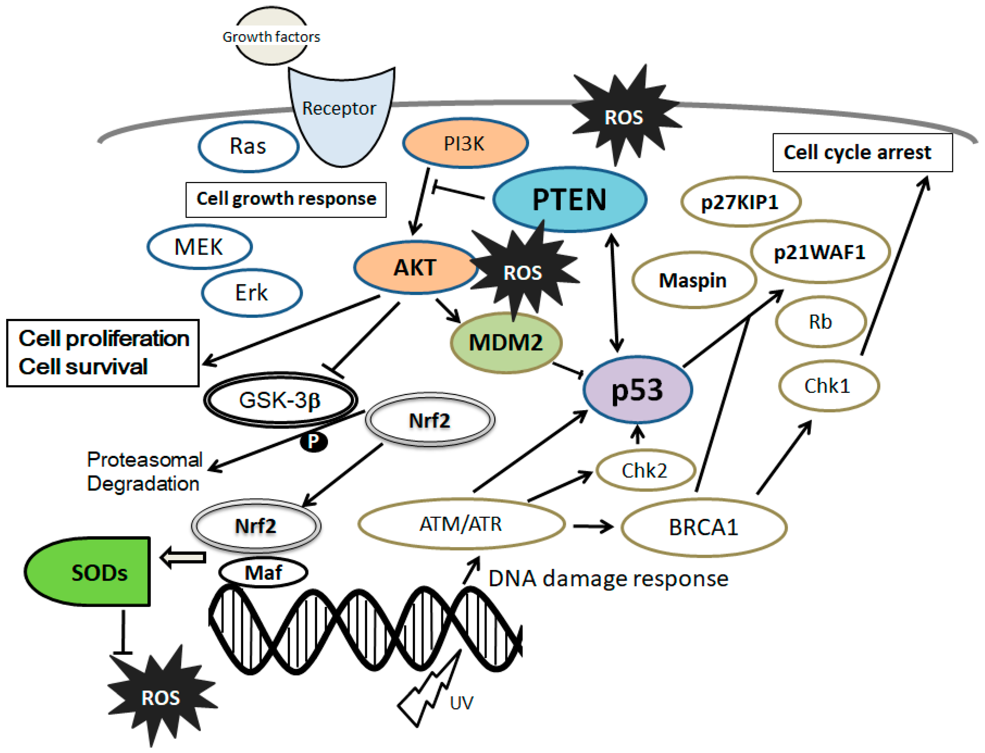 Cells 07 00036 g002 Cells 07 00036 g002