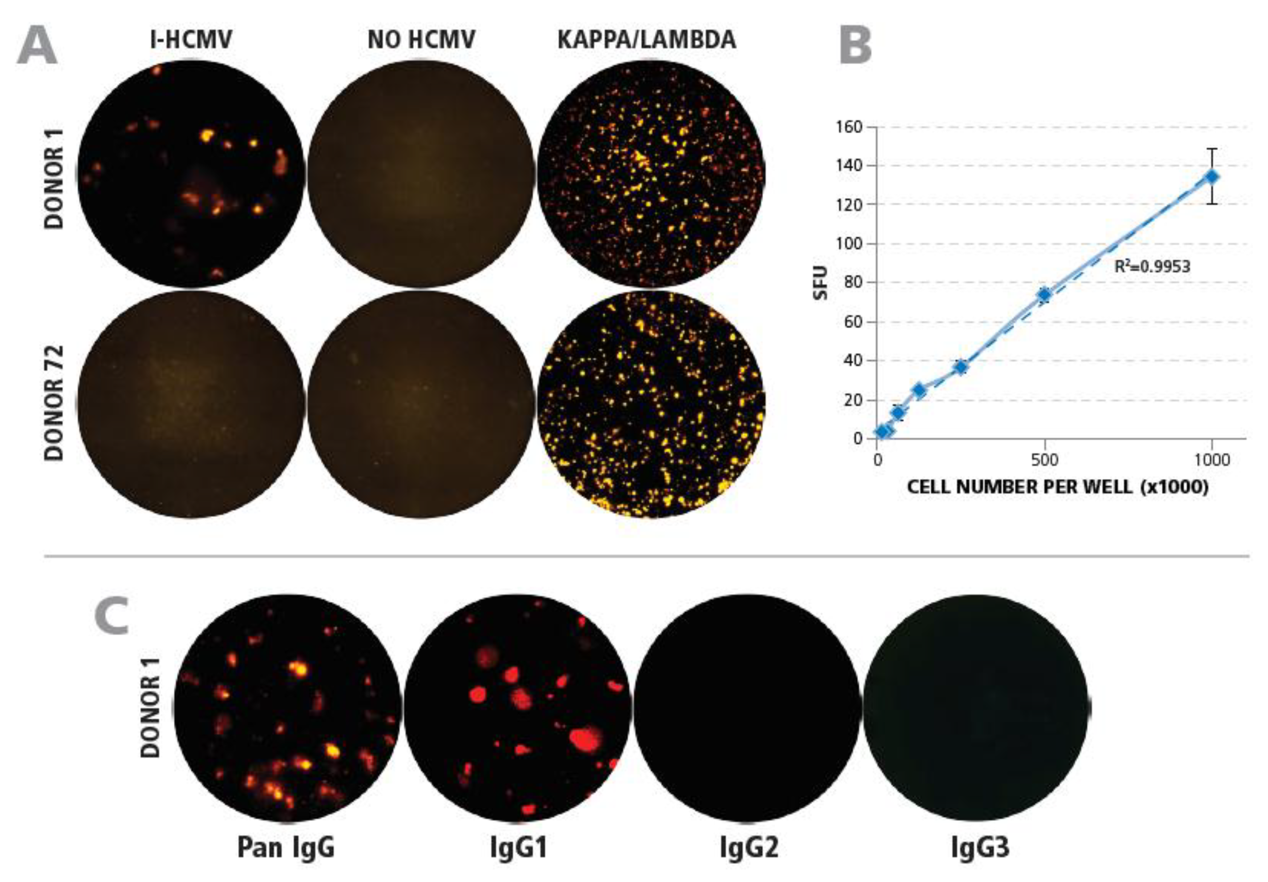 Cells 07 00045 g003