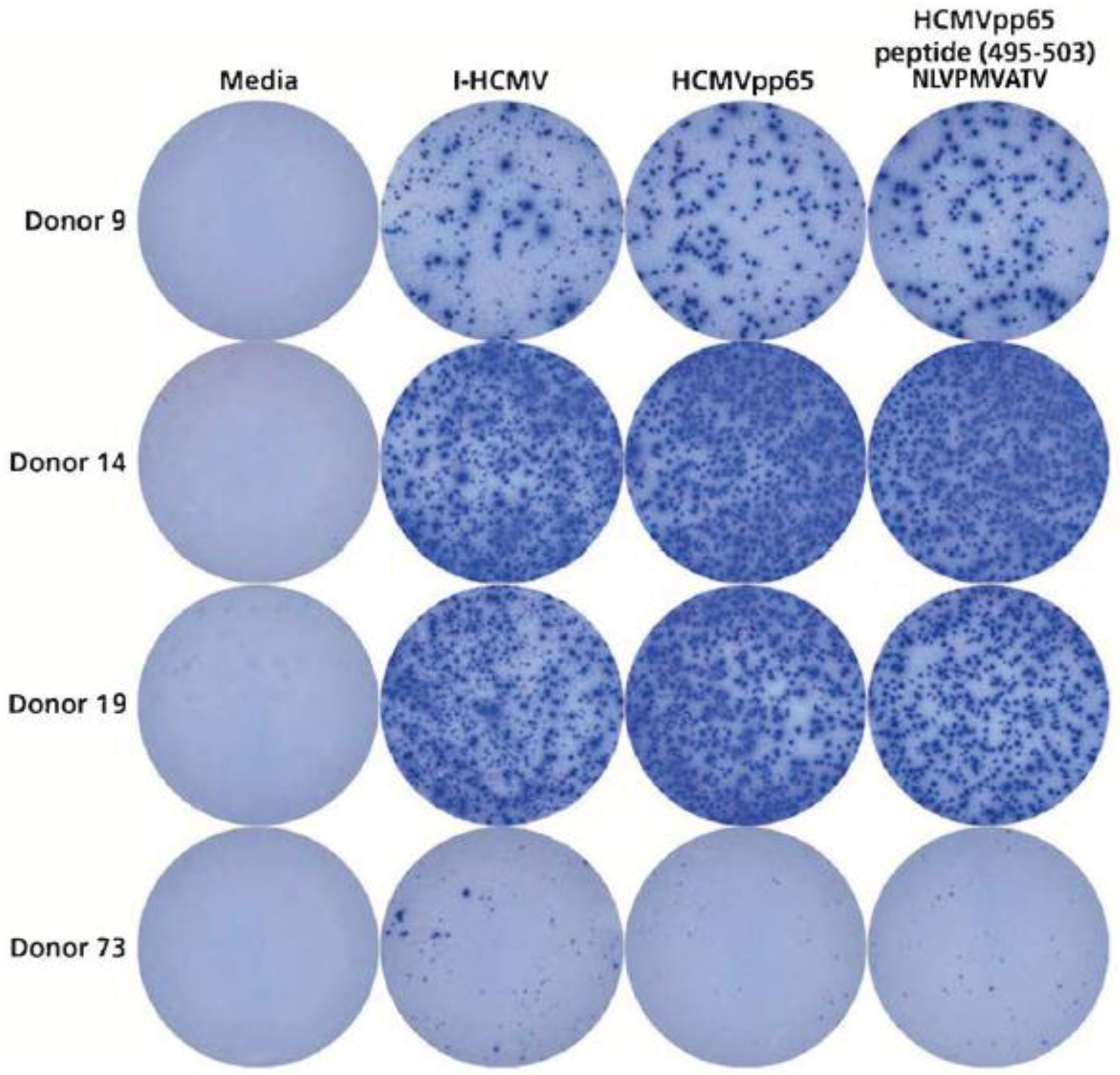 Cells 07 00045 g005
