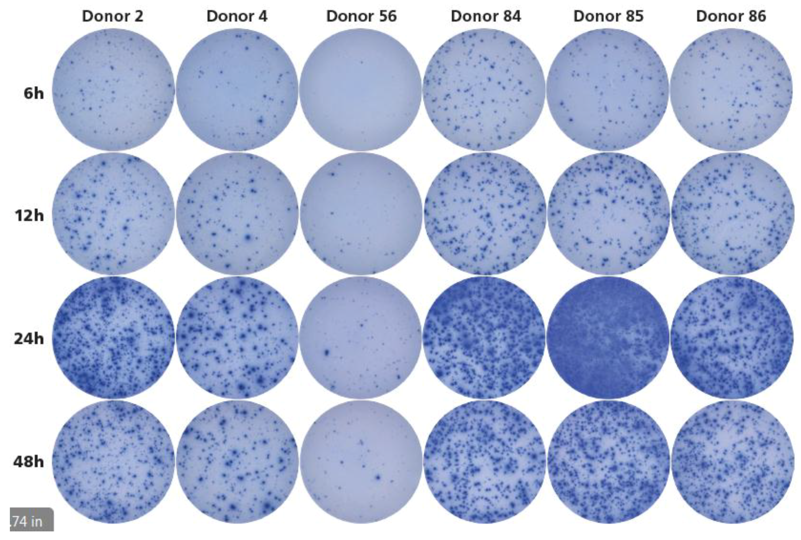 Cells 07 00045 g006