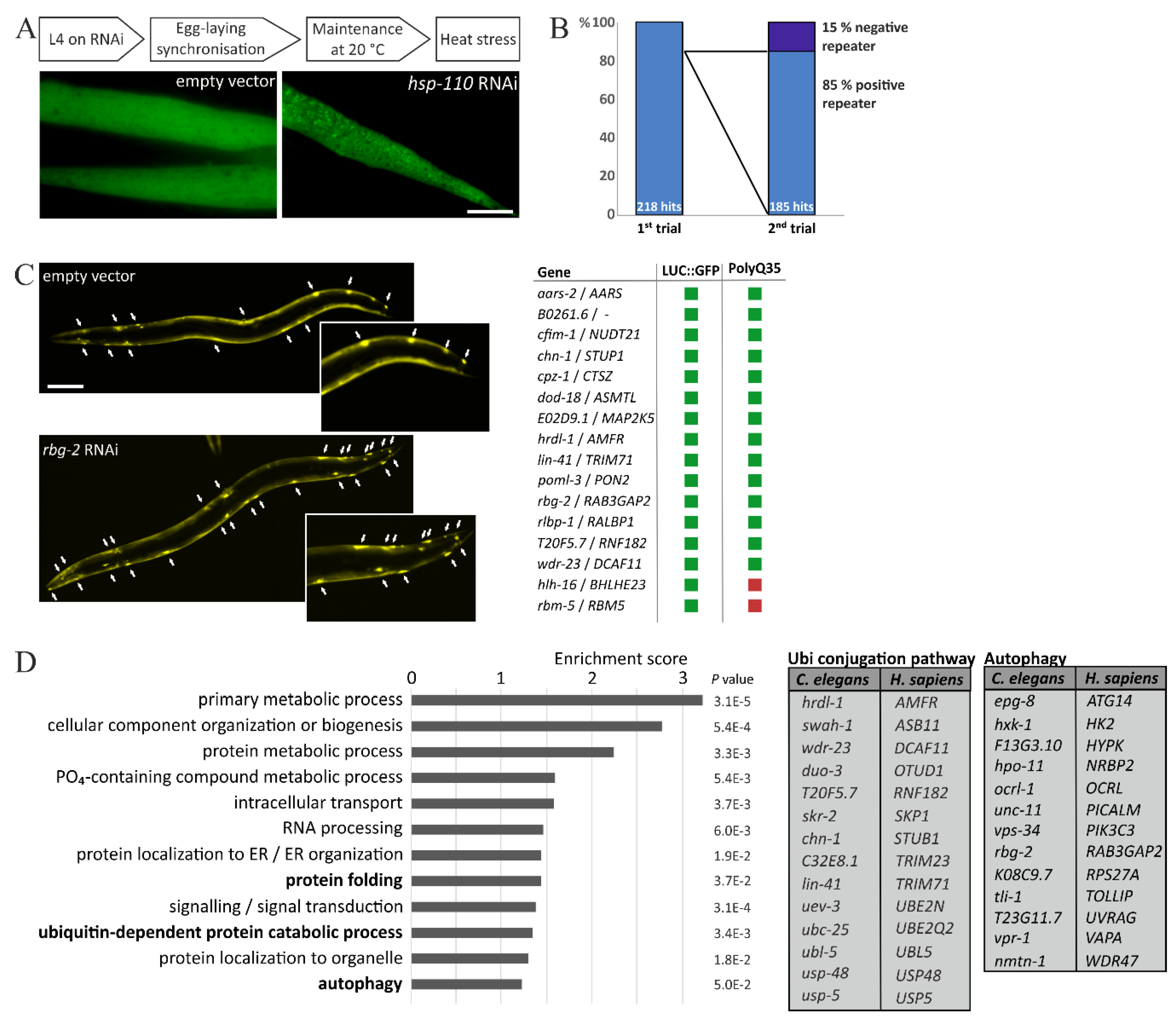 Cells 07 00049 g001