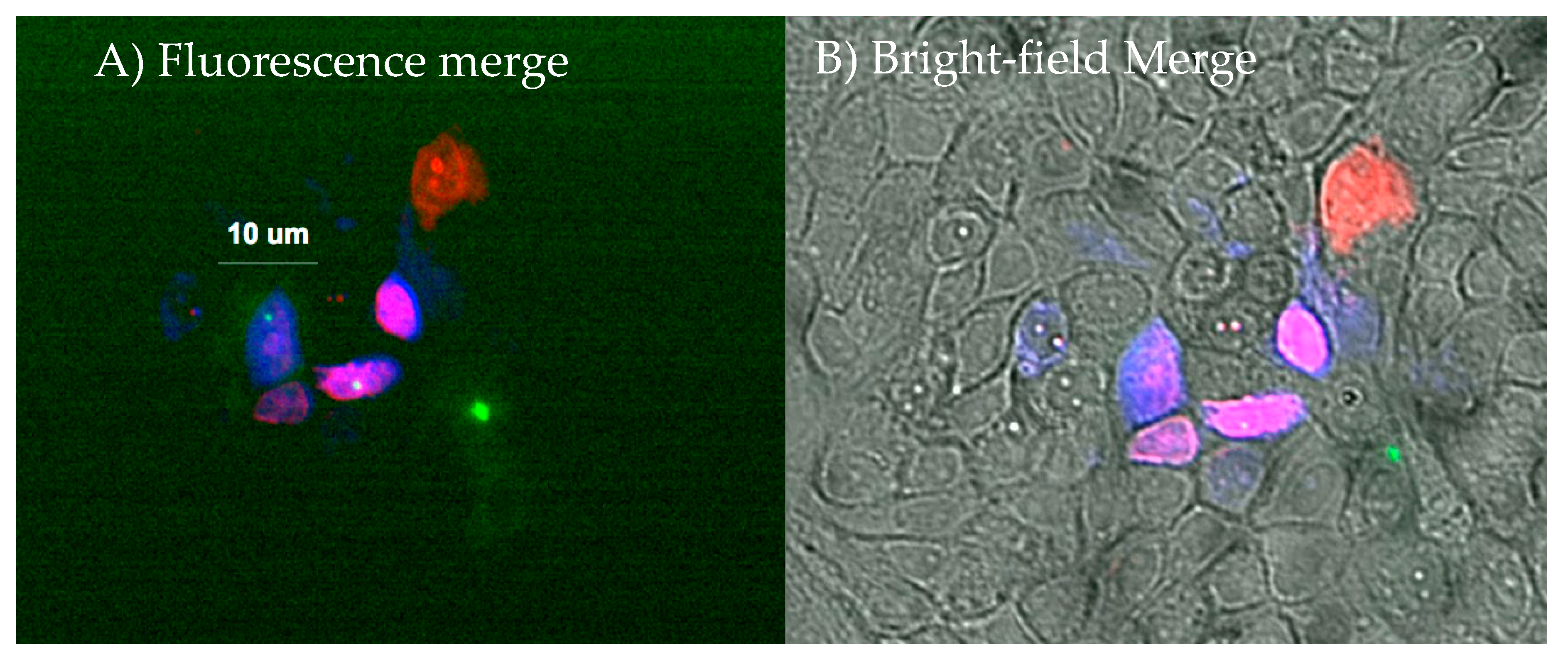 Cells 07 00055 g002 Cells 07 00055 g002