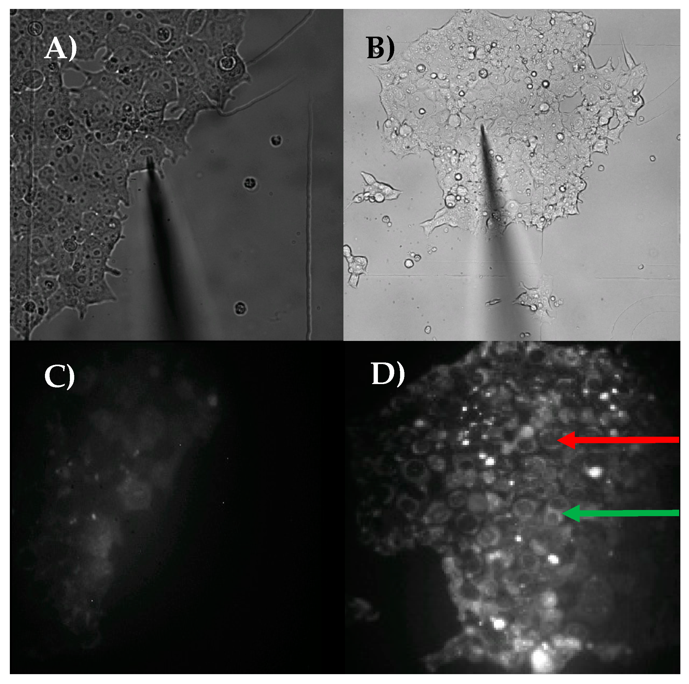 Cells 07 00055 g003 Cells 07 00055 g003