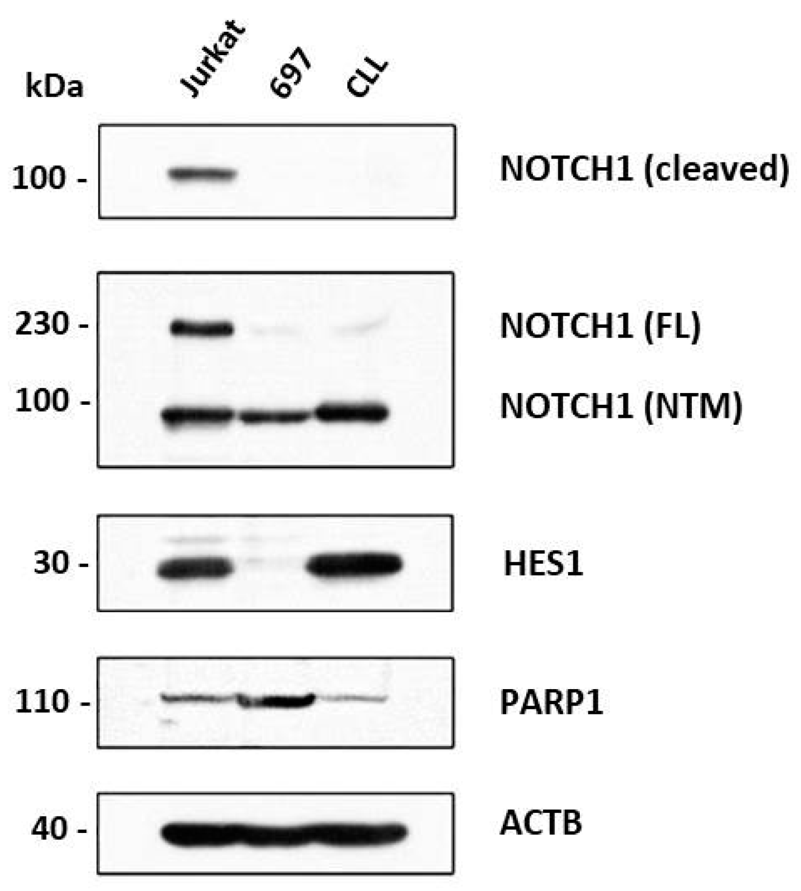 Cells 07 00058 g001