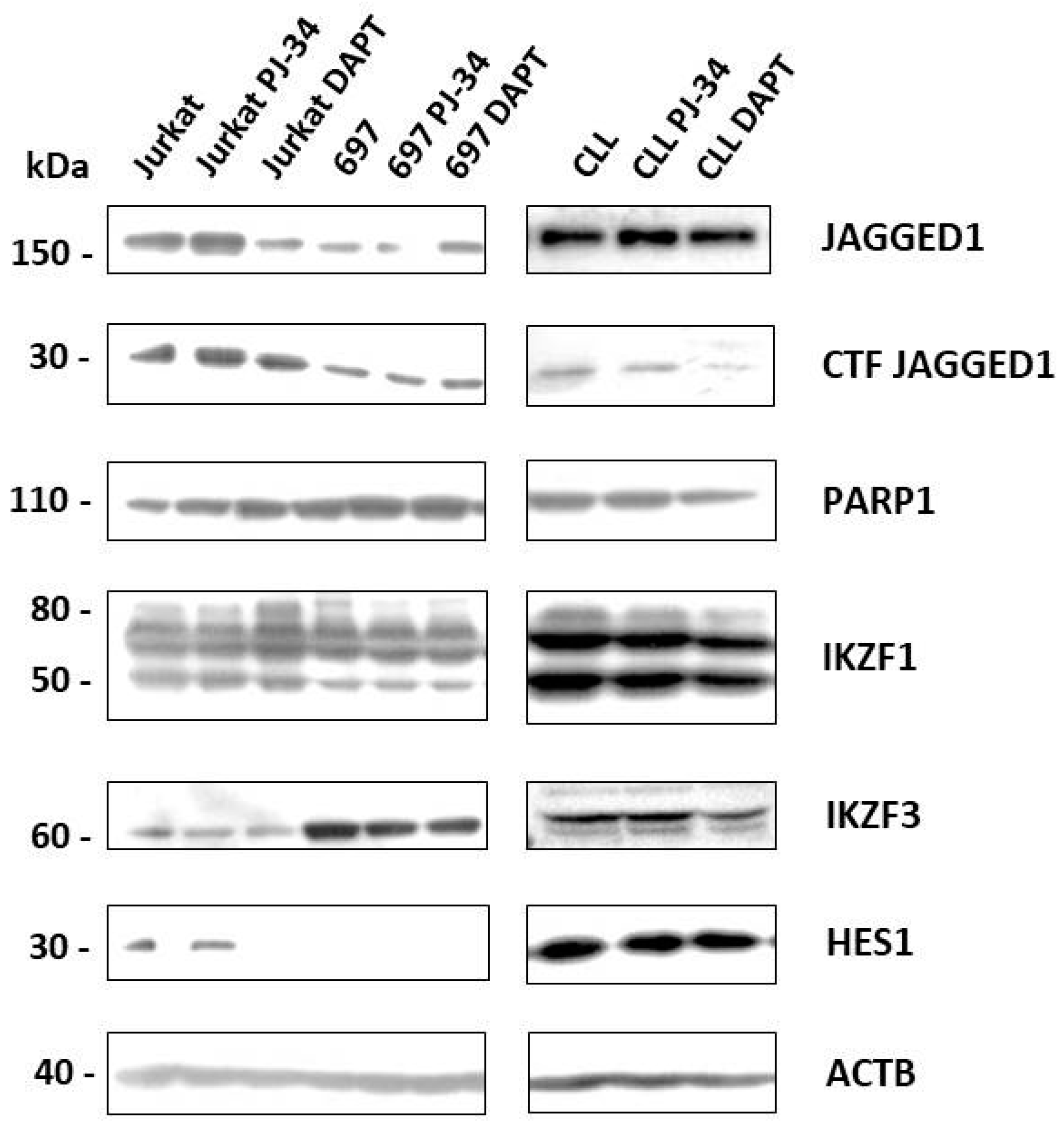 Cells 07 00058 g004