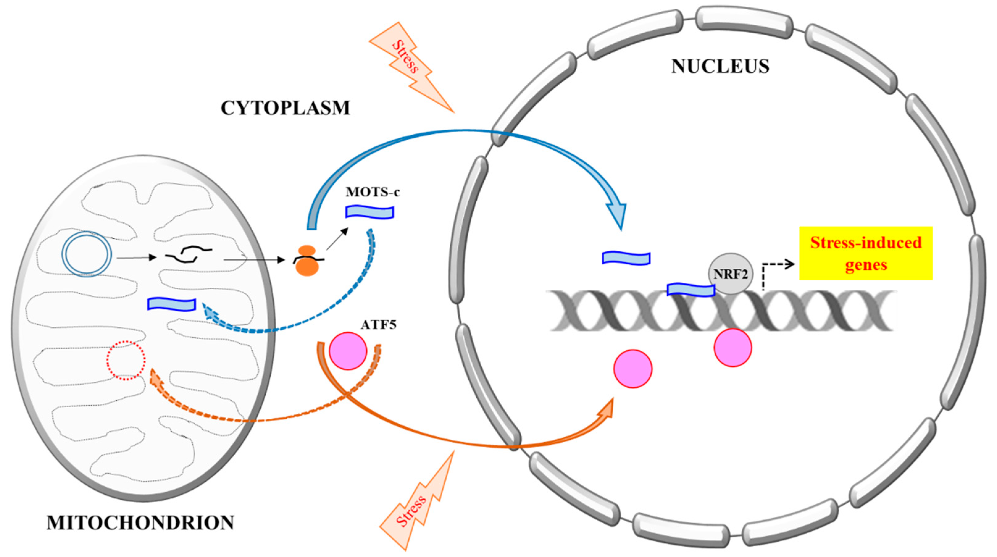Cells 07 00105 g001