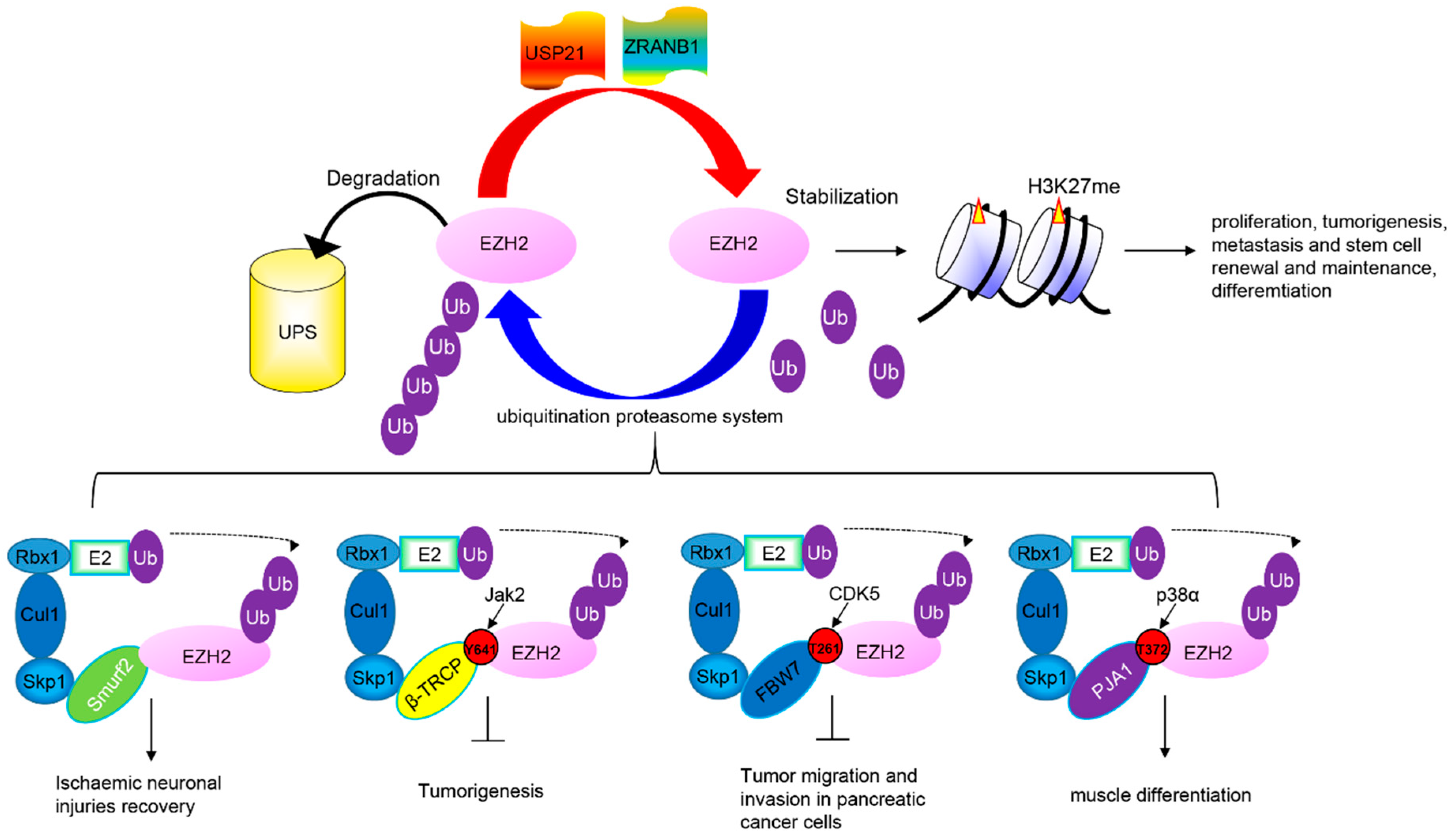 Cells 07 00118 g002