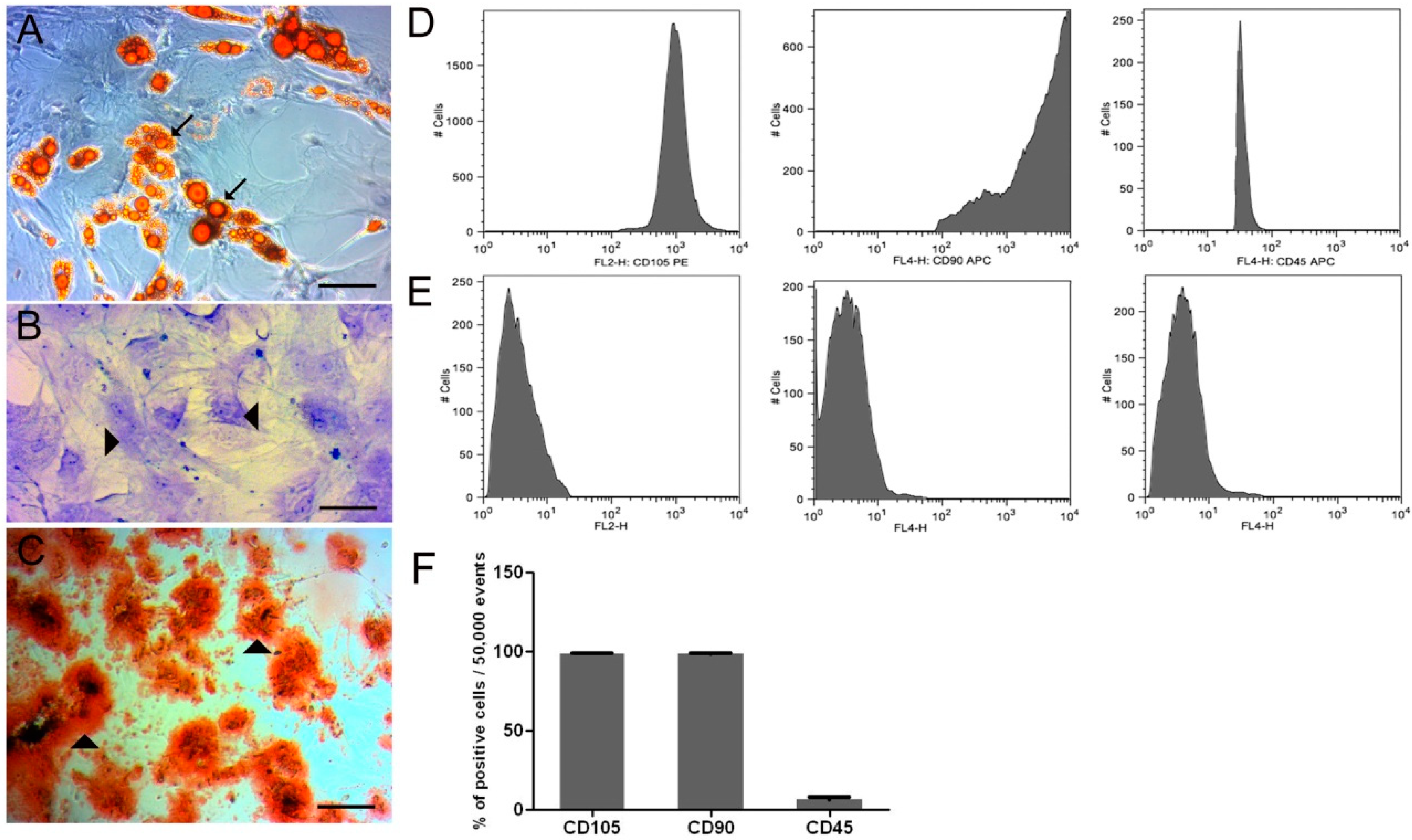 Cells 07 00127 g001 Cells 07 00127 g001