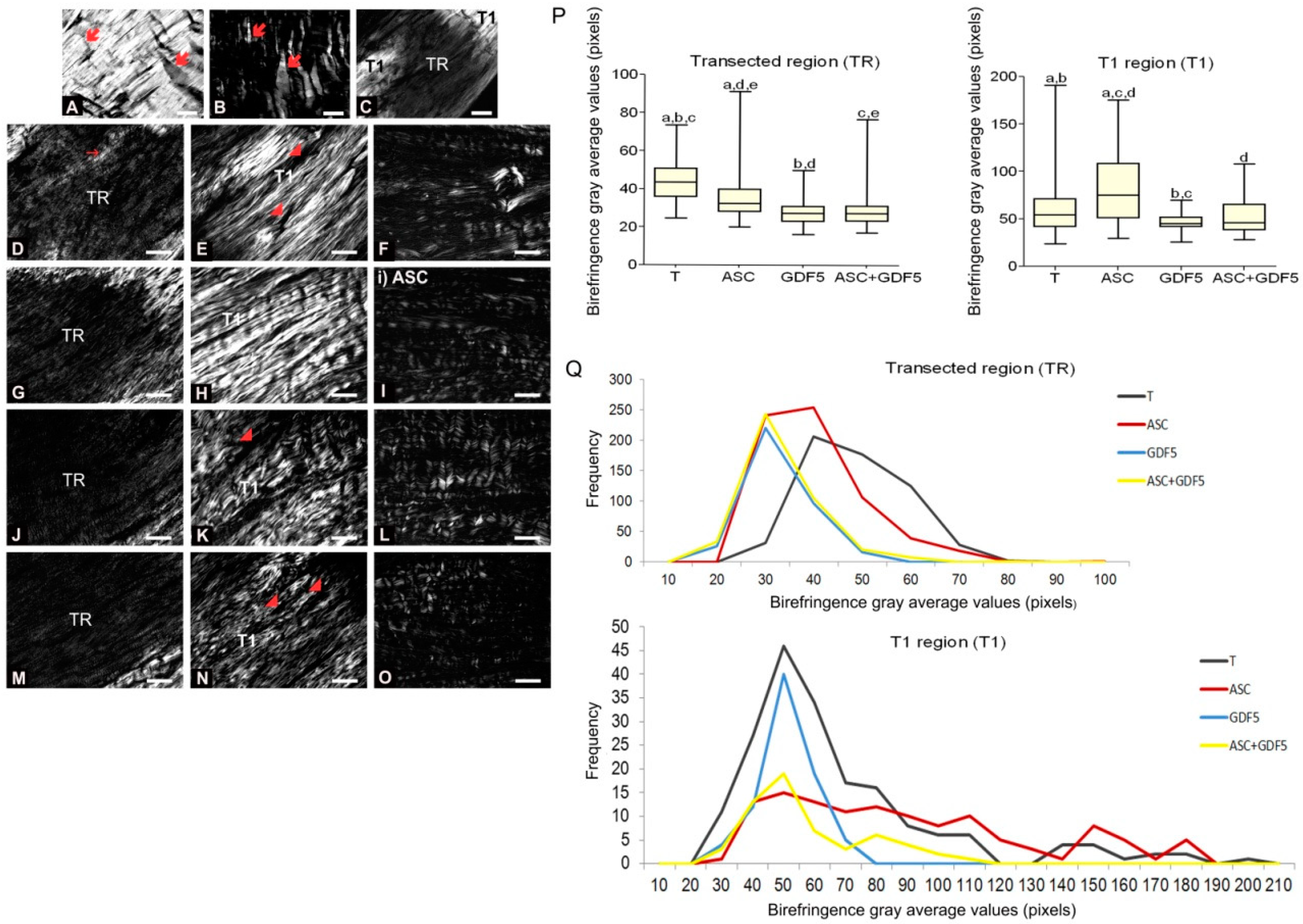 Cells 07 00127 g006 Cells 07 00127 g006