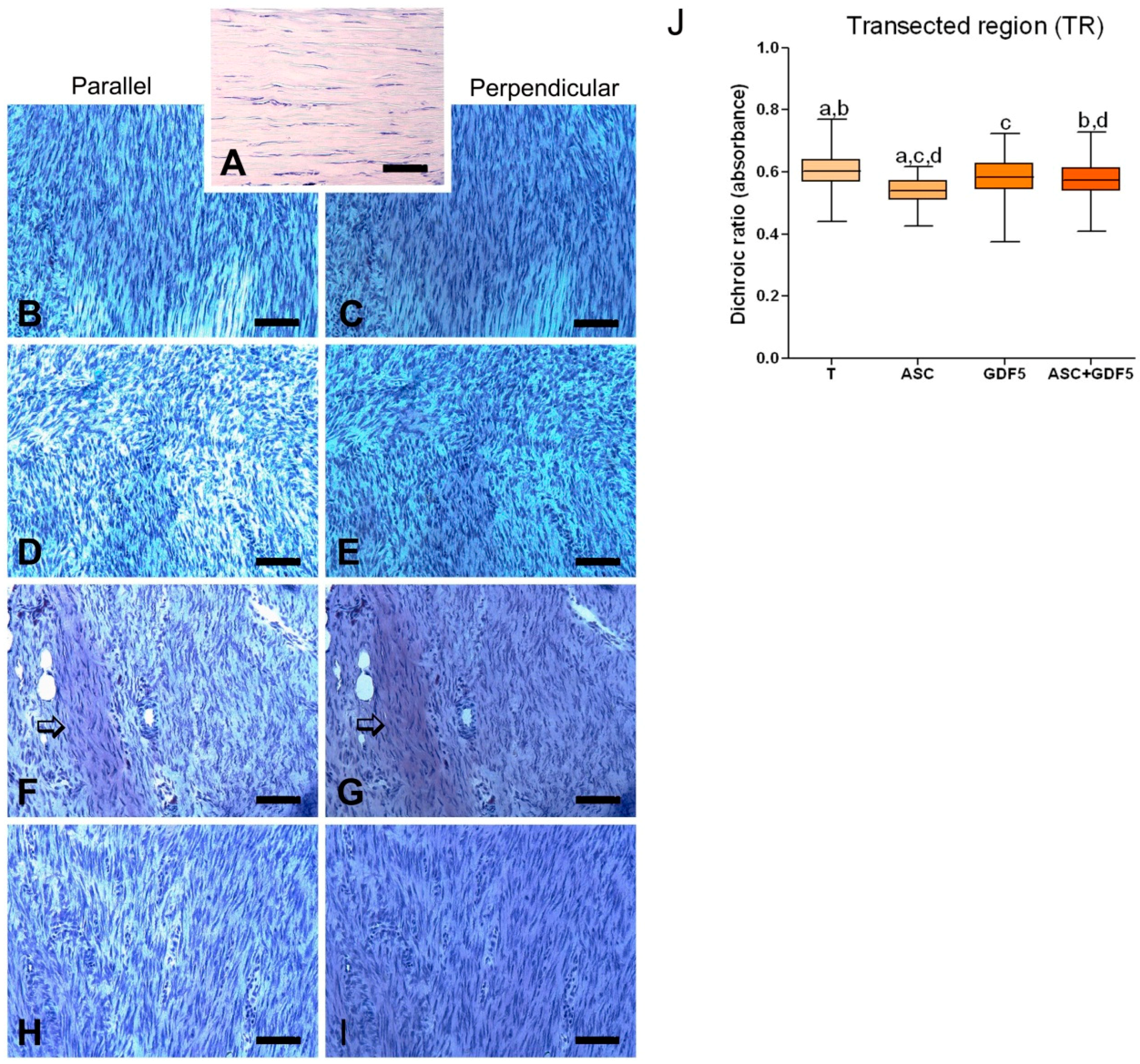 Cells 07 00127 g007 Cells 07 00127 g007