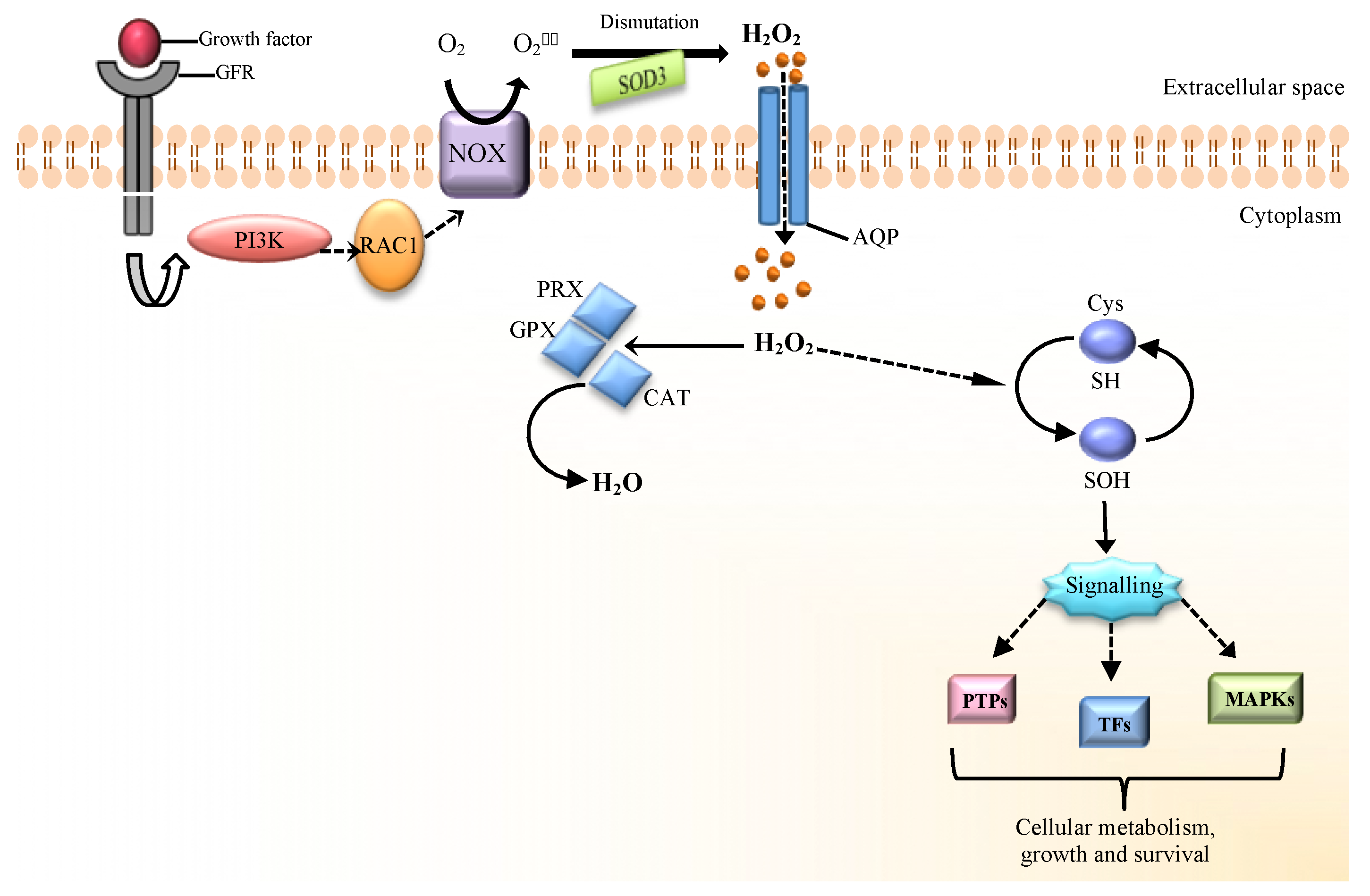 Cells 07 00156 g001 Cells 07 00156 g001