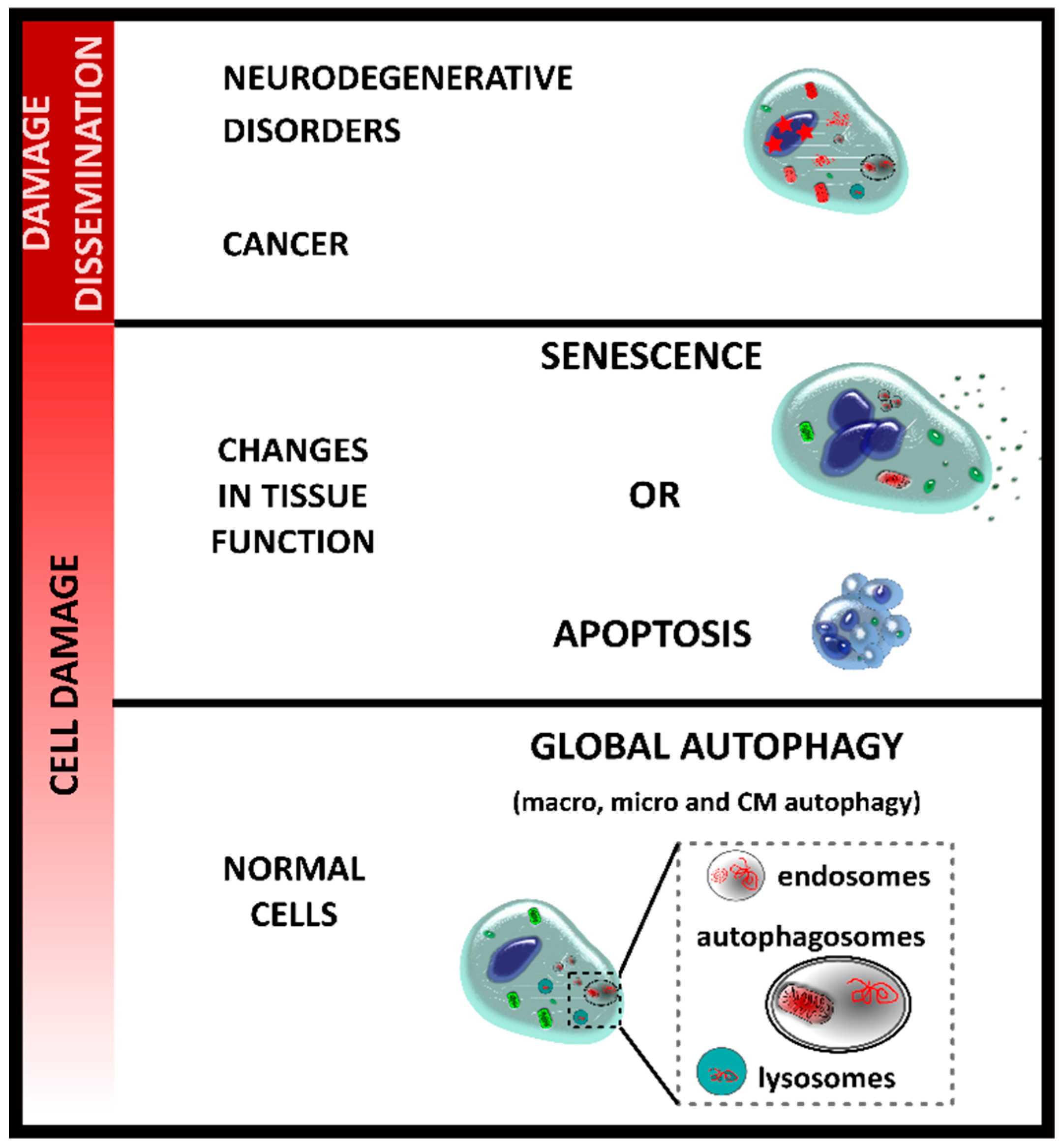Cells 07 00162 g001 Cells 07 00162 g001