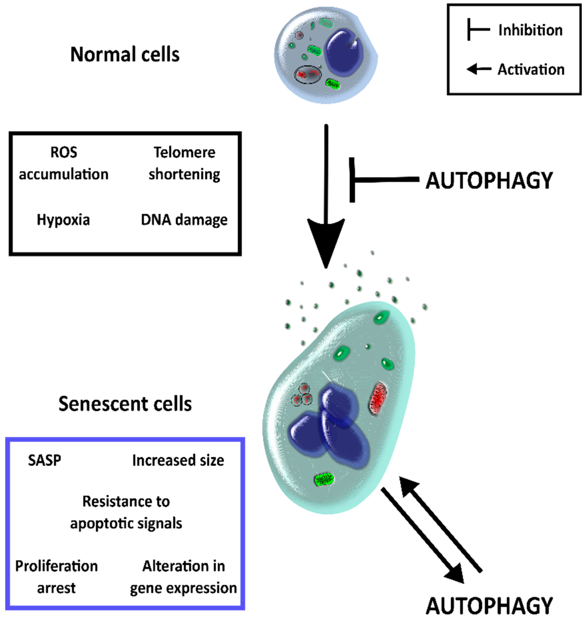 Cells 07 00162 g002 Cells 07 00162 g002