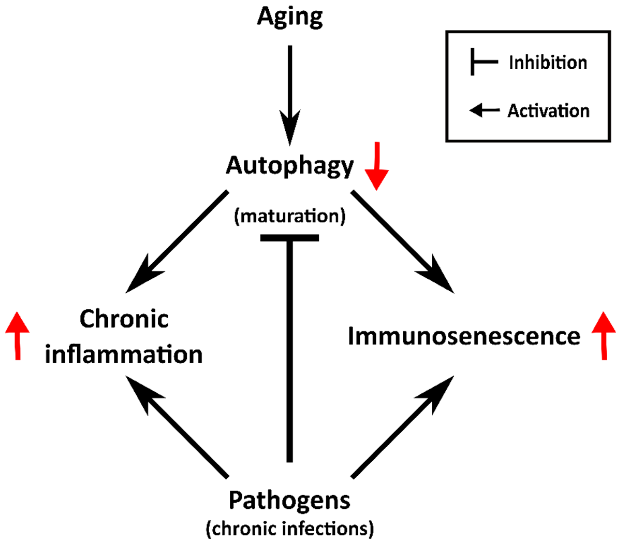 Cells 07 00162 g003 Cells 07 00162 g003