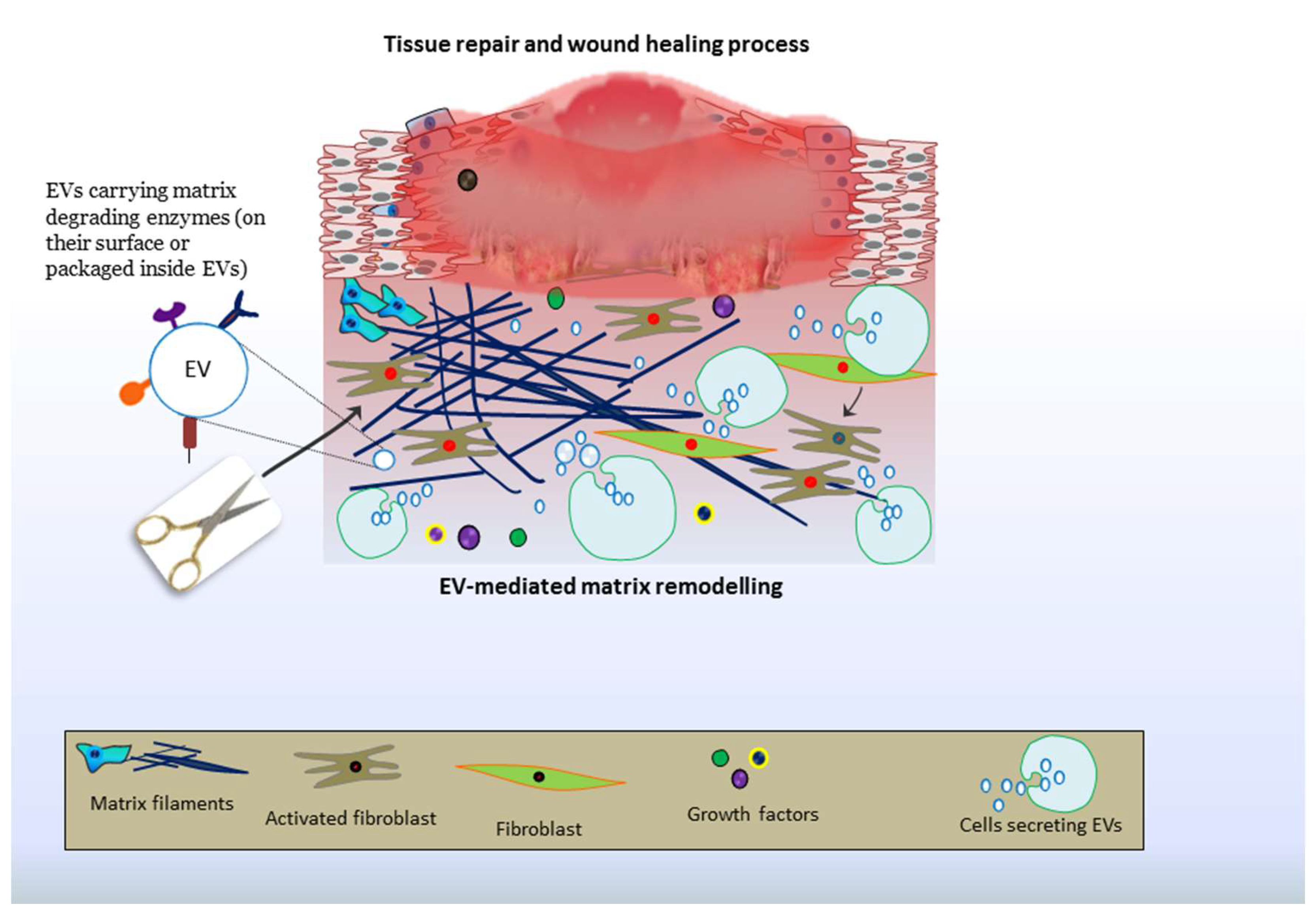 Cells 07 00167 g002 Cells 07 00167 g002