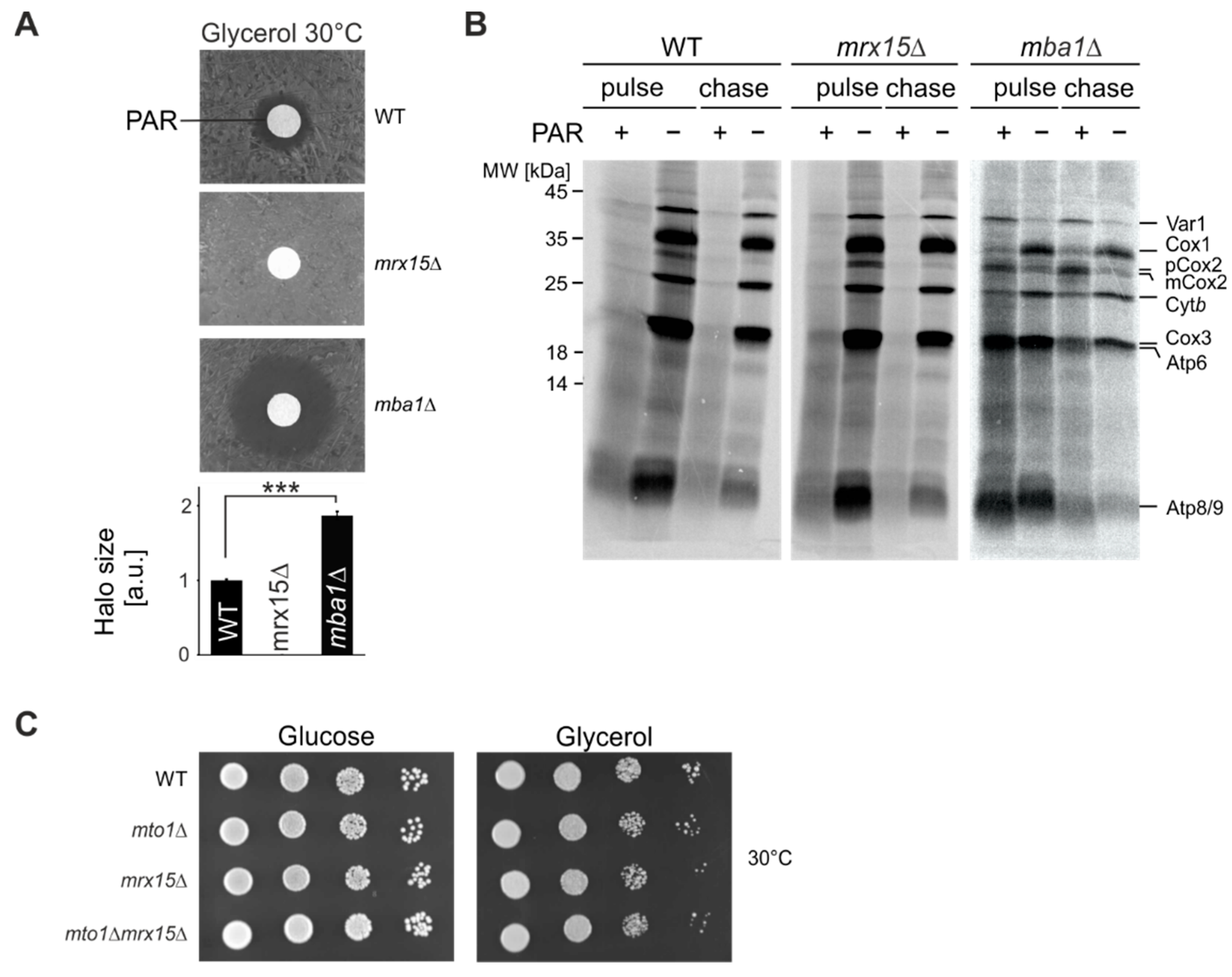 Cells 07 00172 g001 Cells 07 00172 g001