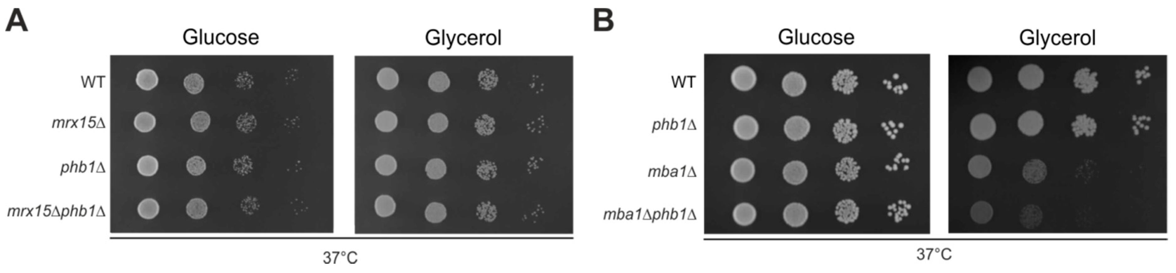 Cells 07 00172 g004 Cells 07 00172 g004