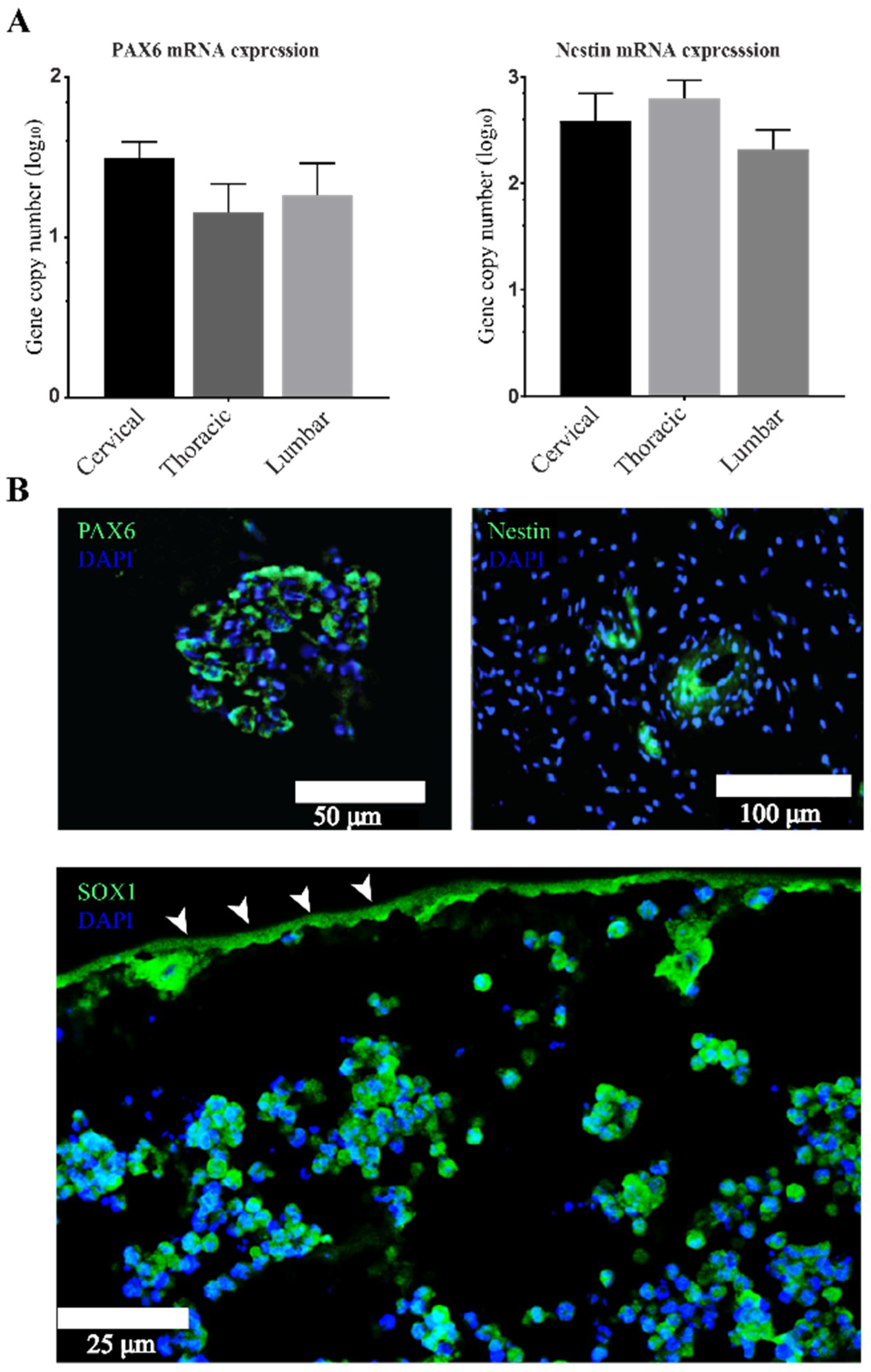 Cells 07 00173 g003