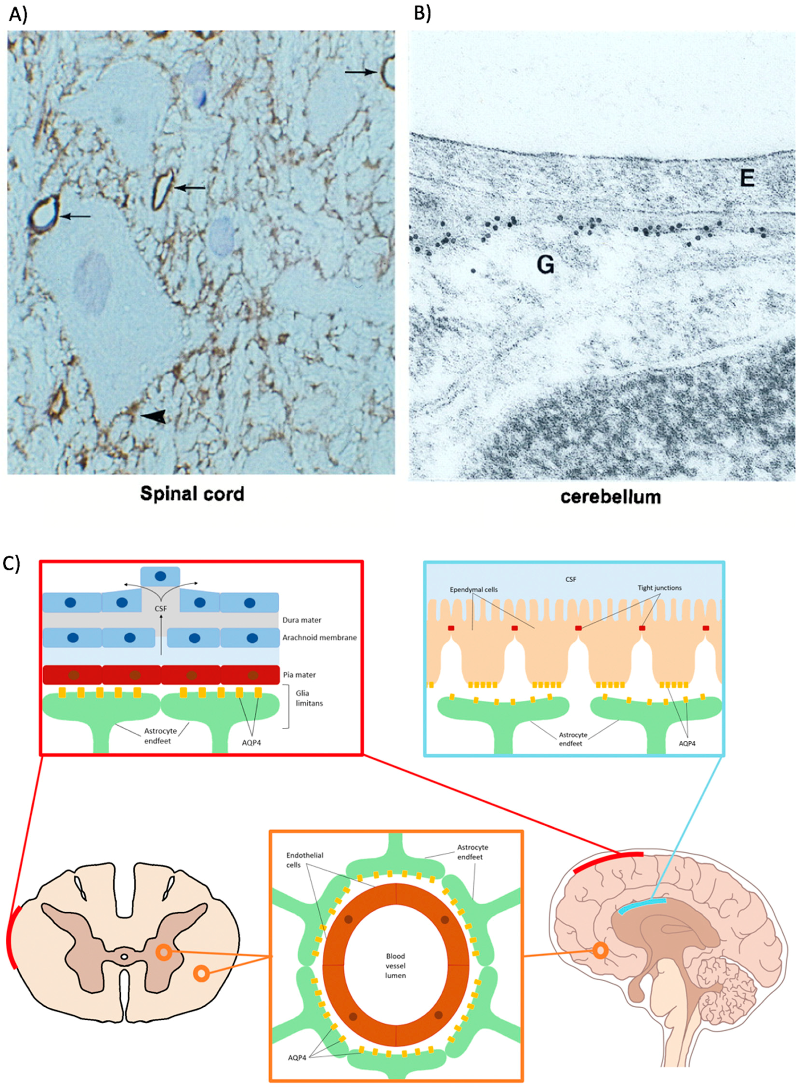 Cells 07 00174 g002 Cells 07 00174 g002