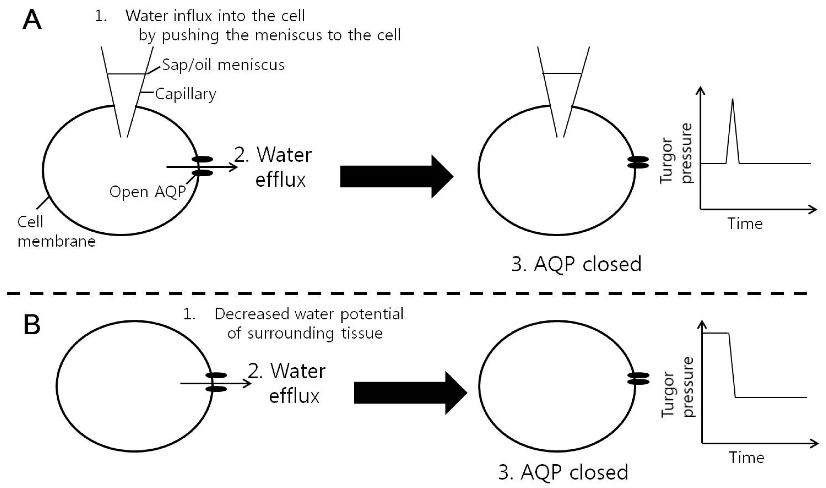Cells 07 00180 g007 Cells 07 00180 g007