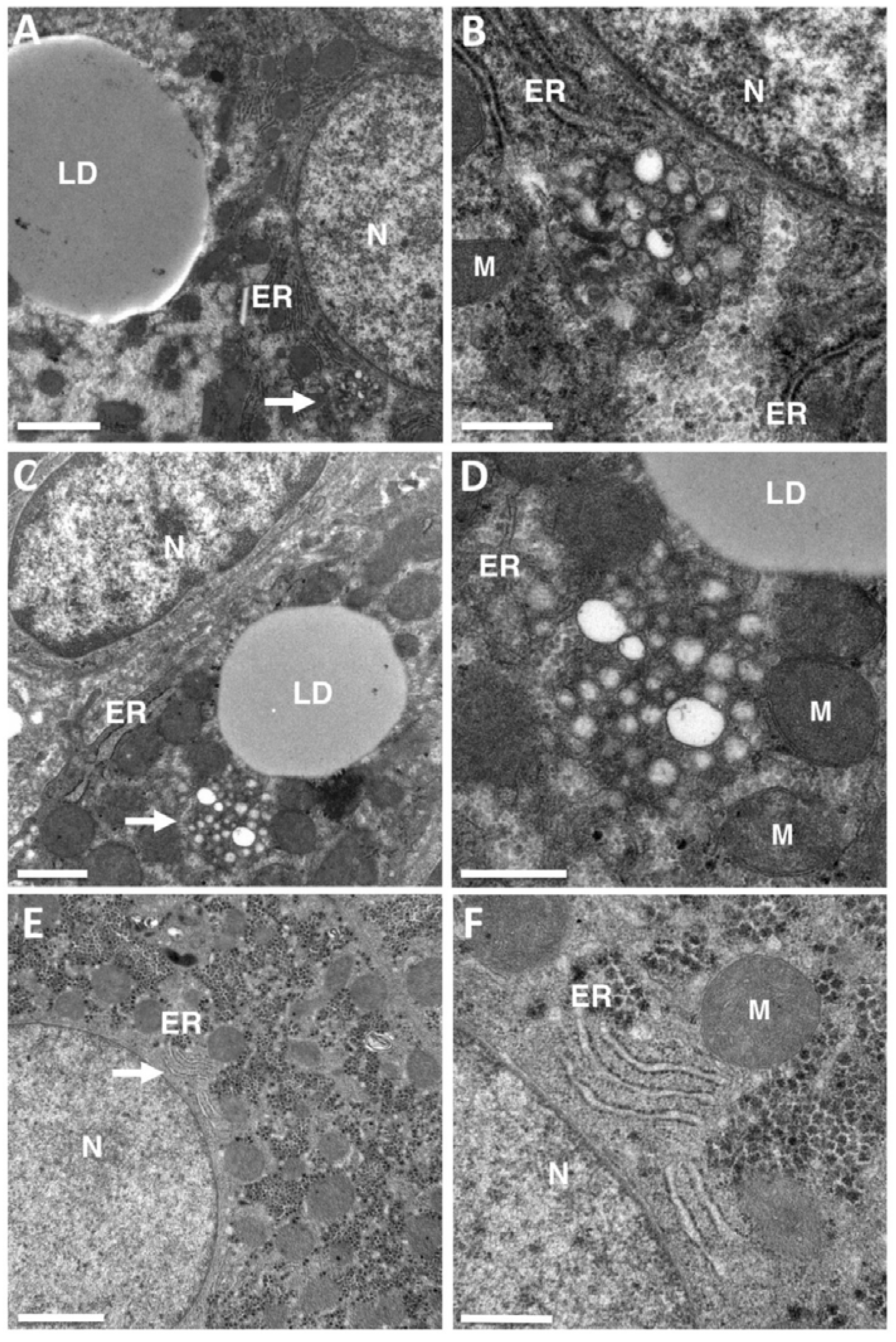 Cells 07 00191 g001 Cells 07 00191 g001