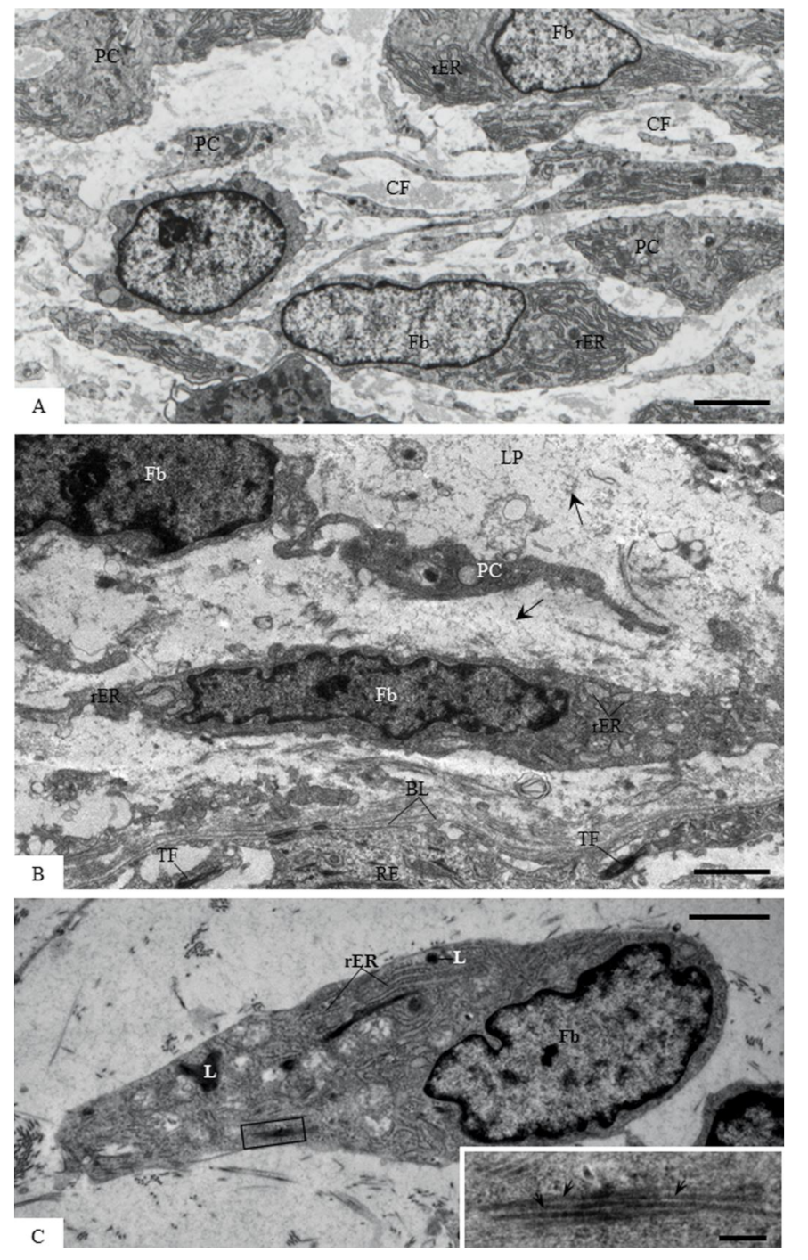 Cells 07 00206 g004 Cells 07 00206 g004