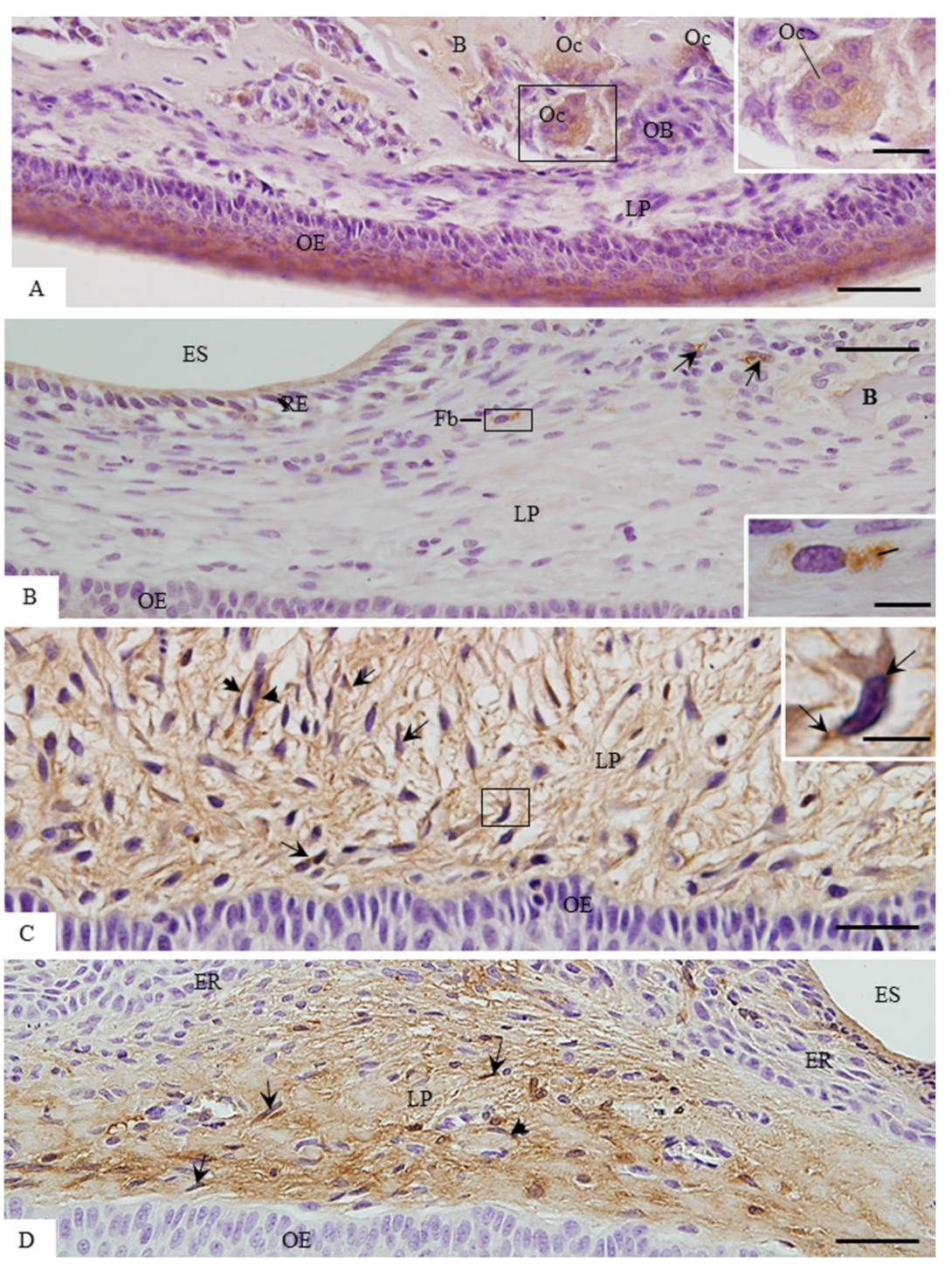 Cells 07 00206 g007 Cells 07 00206 g007