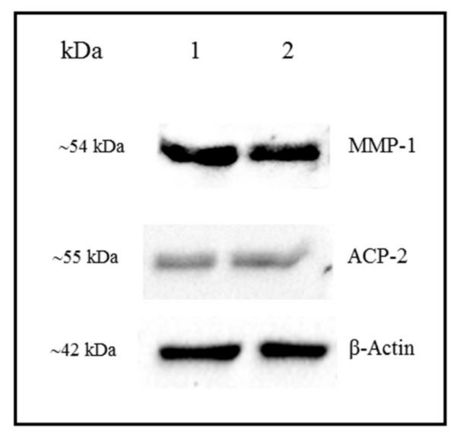 Cells 07 00206 g008 Cells 07 00206 g008