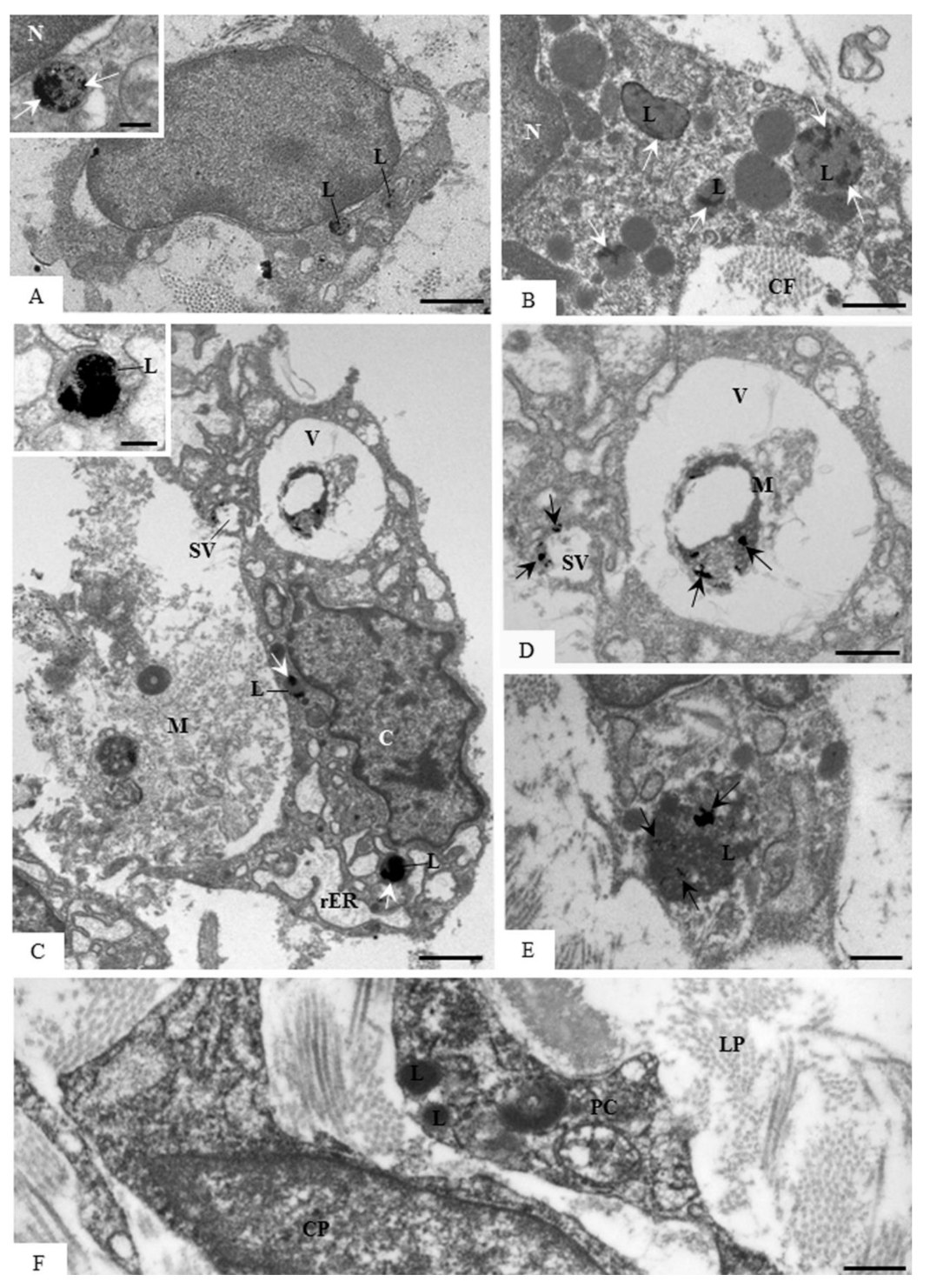 Cells 07 00206 g009 Cells 07 00206 g009