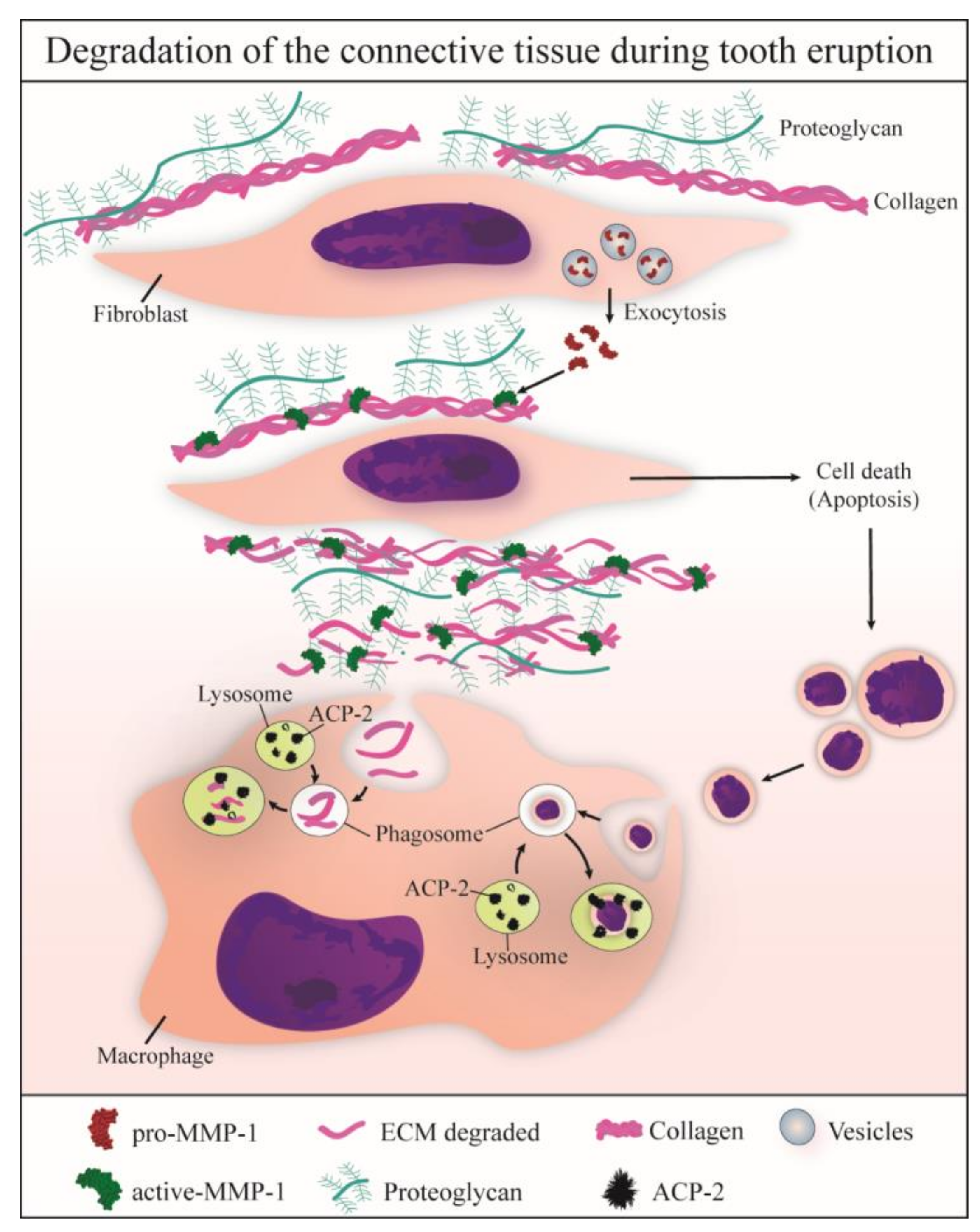 Cells 07 00206 g010 Cells 07 00206 g010