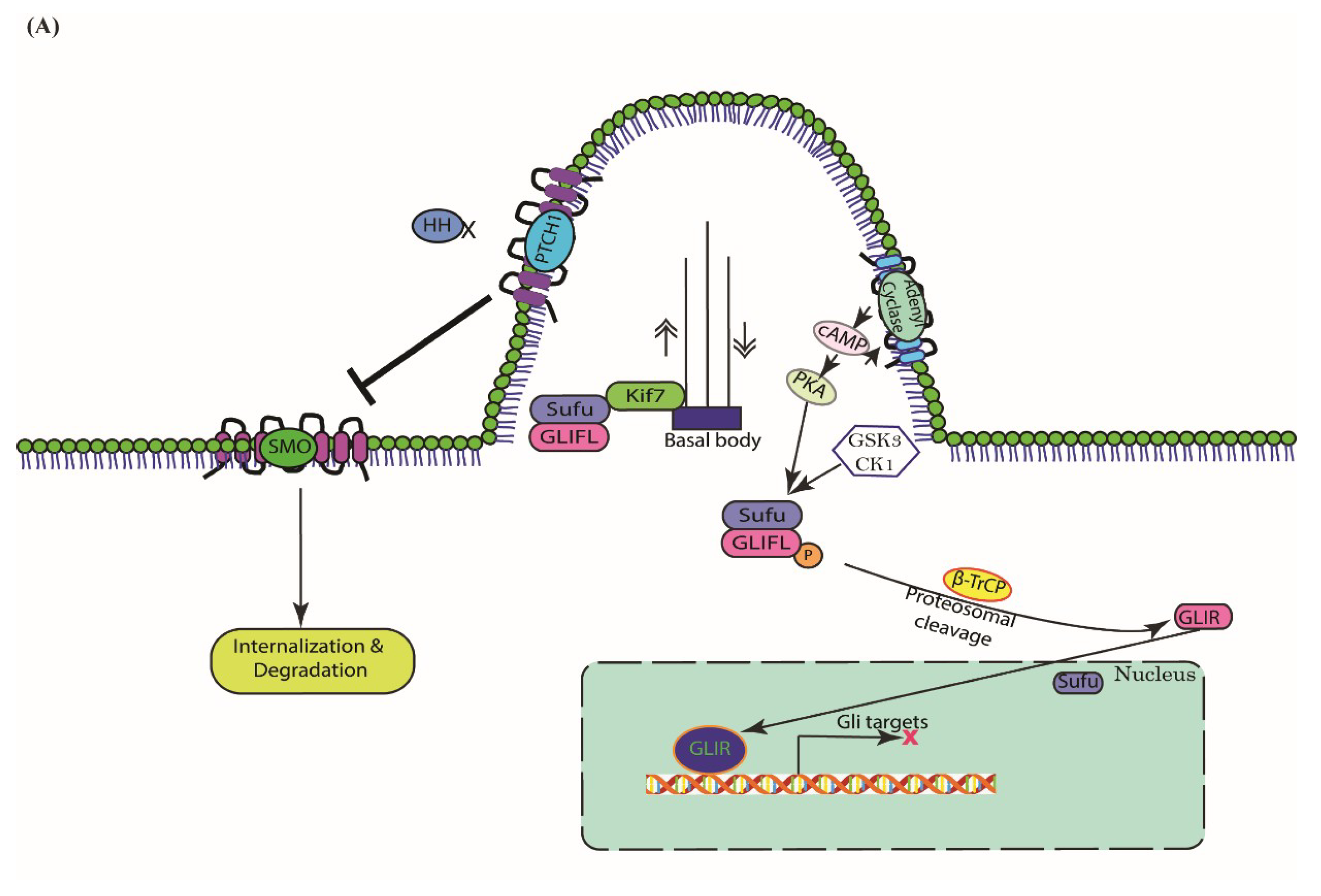 Cells 07 00208 g001a Cells 07 00208 g001a