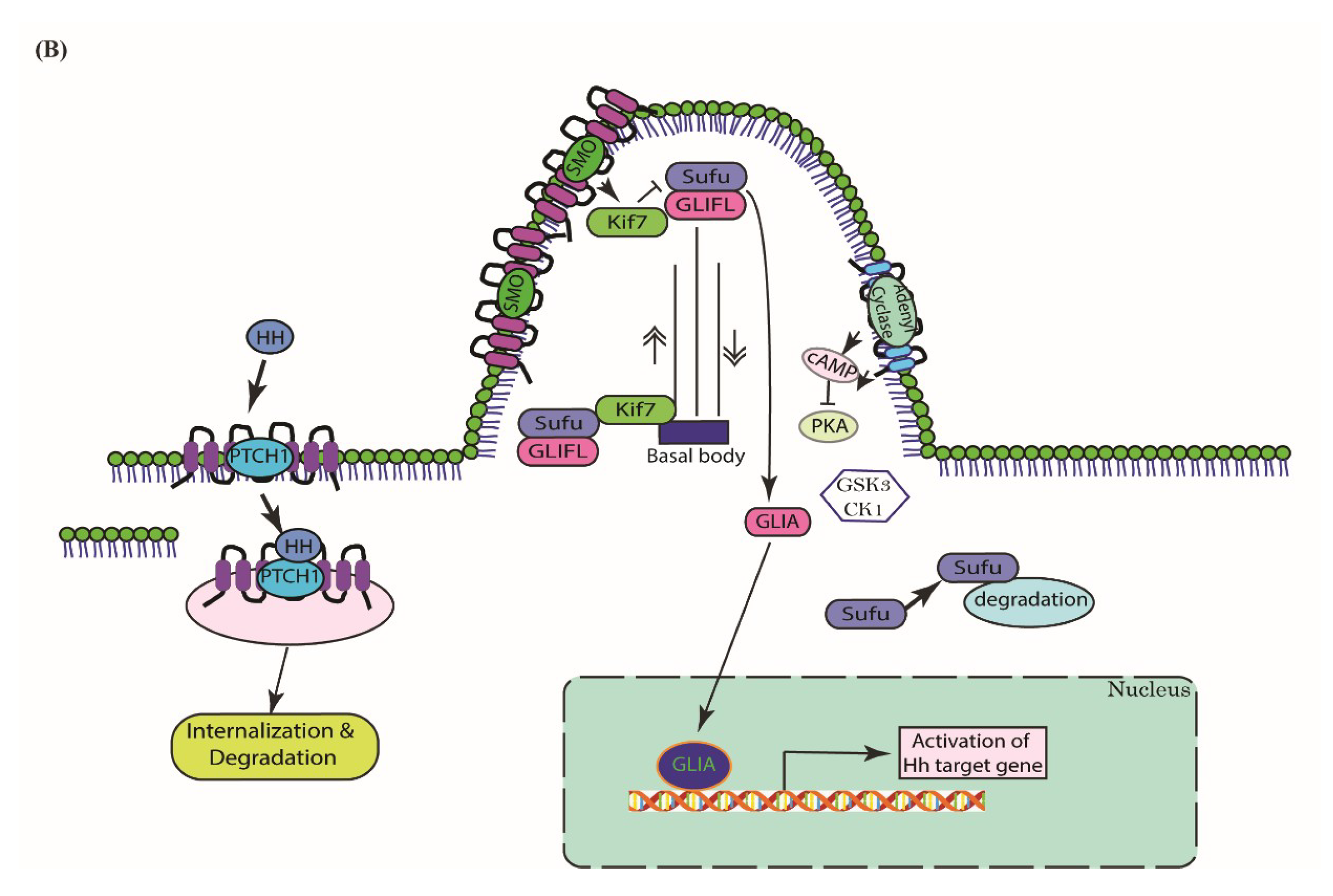 Cells 07 00208 g001b Cells 07 00208 g001b