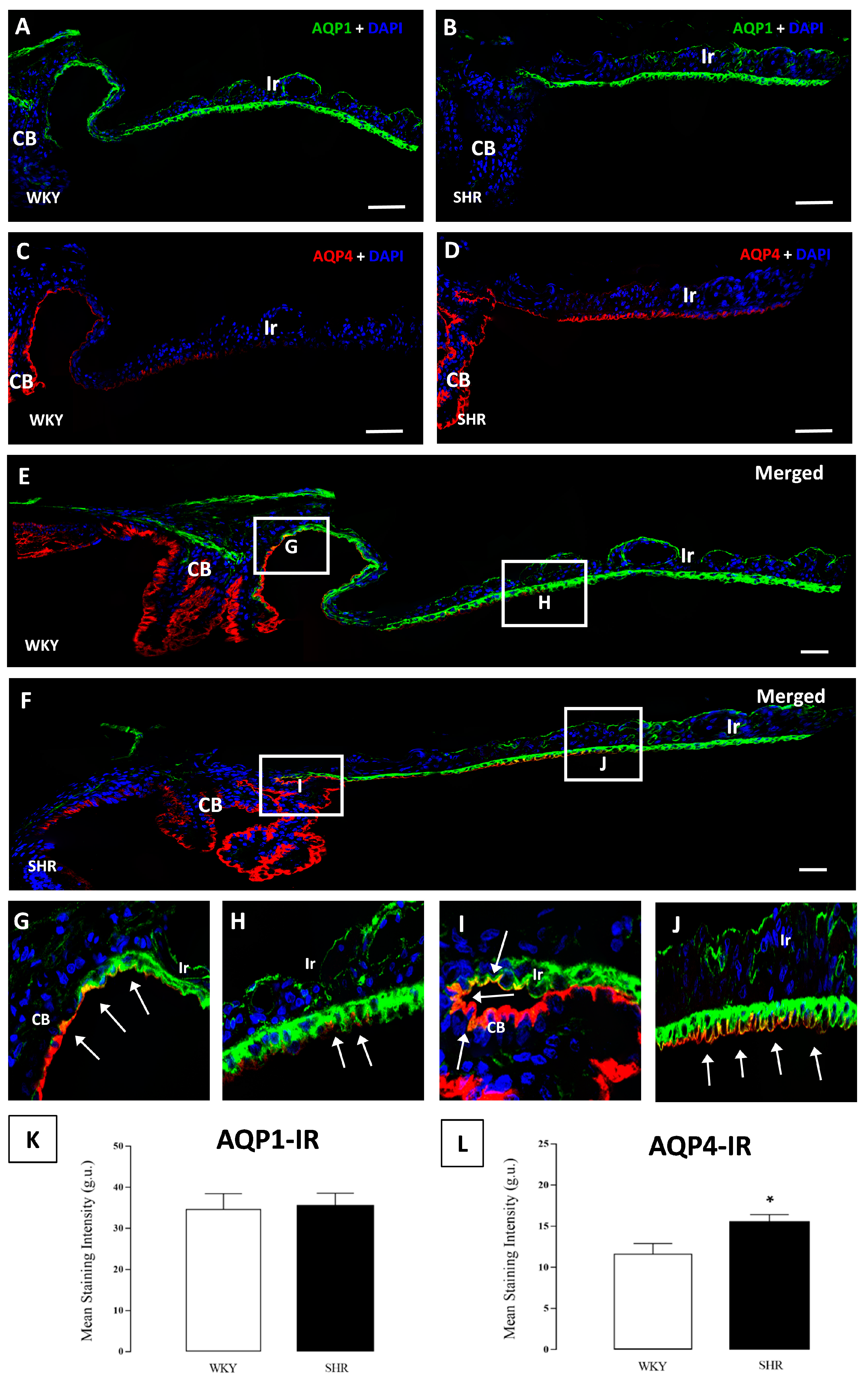 Cells 07 00210 g004
