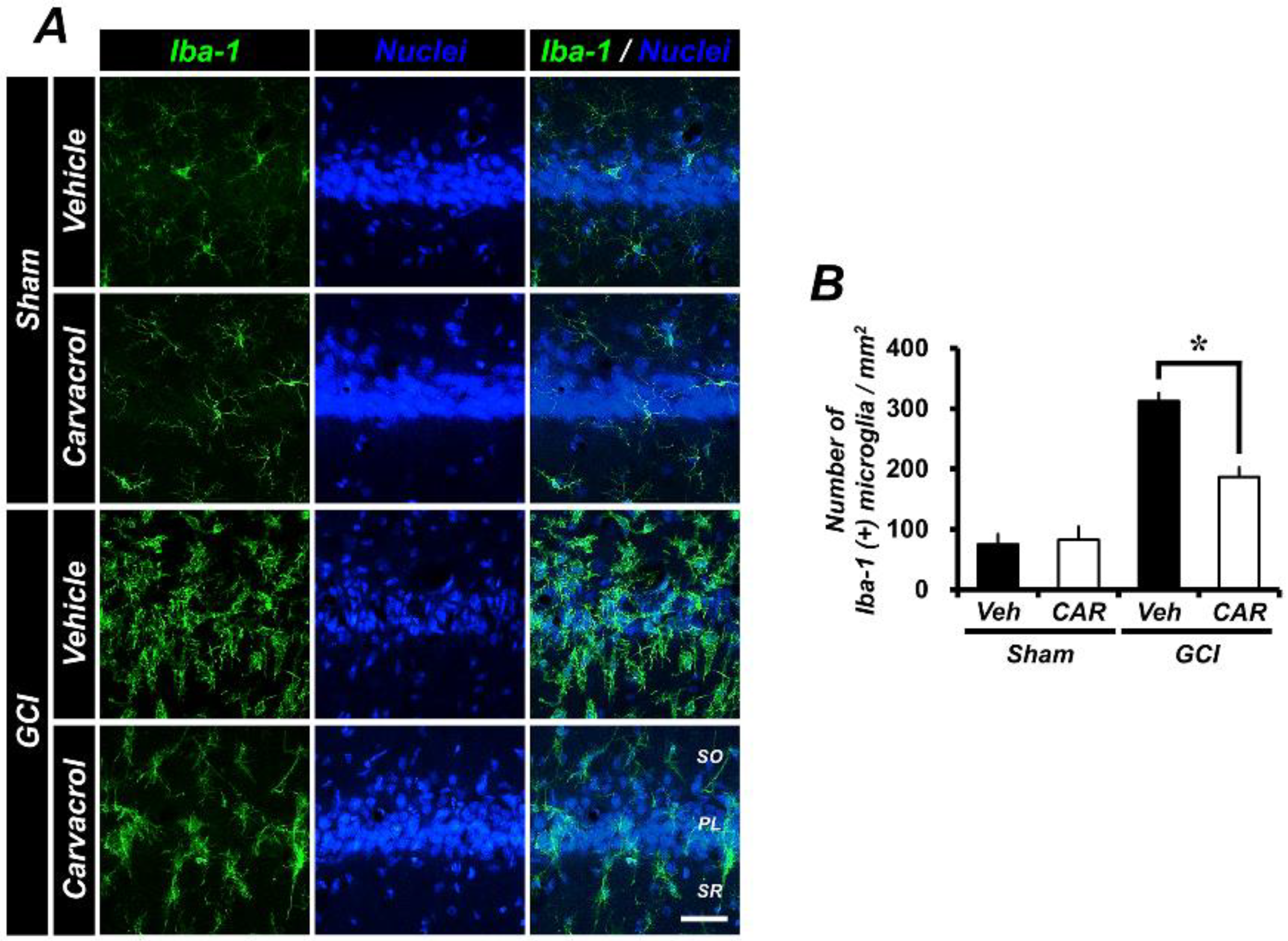 Cells 07 00231 g003 Cells 07 00231 g003