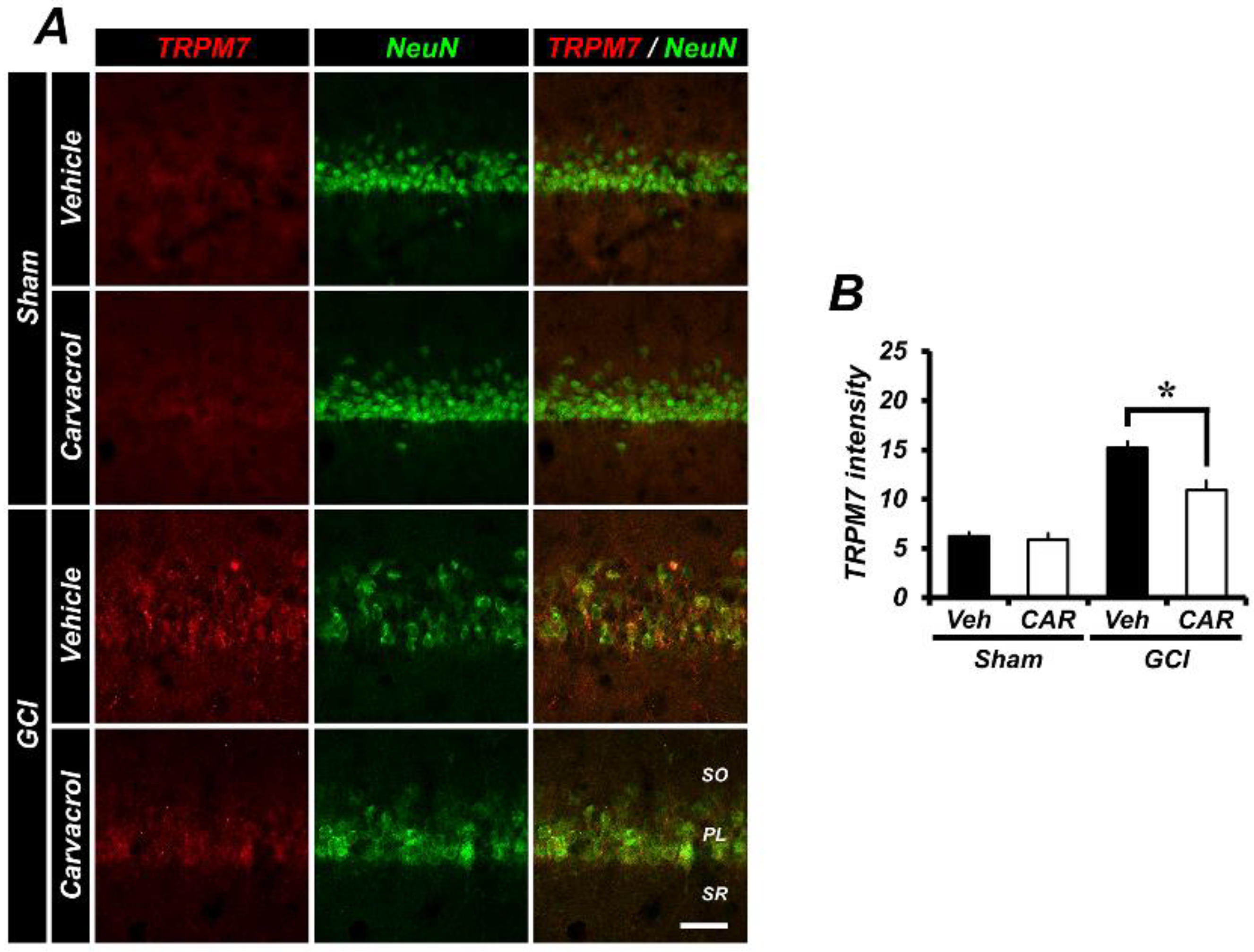 Cells 07 00231 g004 Cells 07 00231 g004
