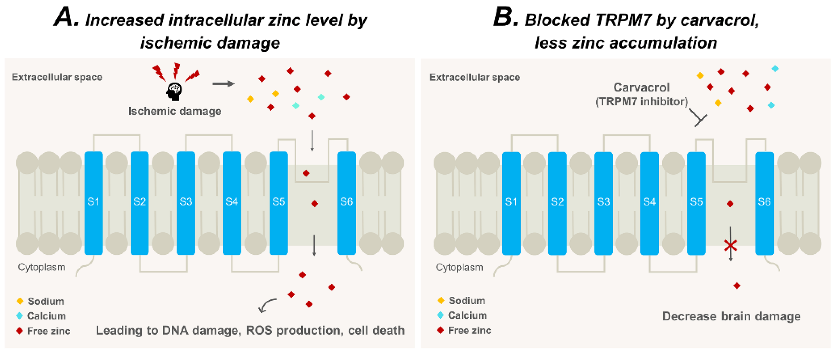 Cells 07 00231 g005 Cells 07 00231 g005