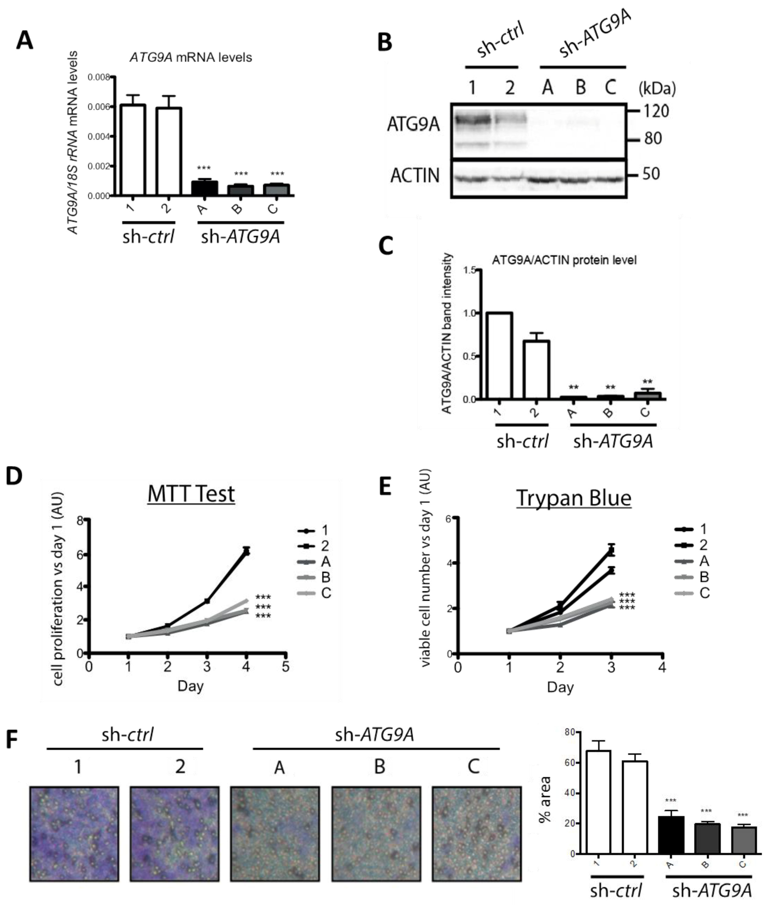 Cells 07 00248 g003 Cells 07 00248 g003