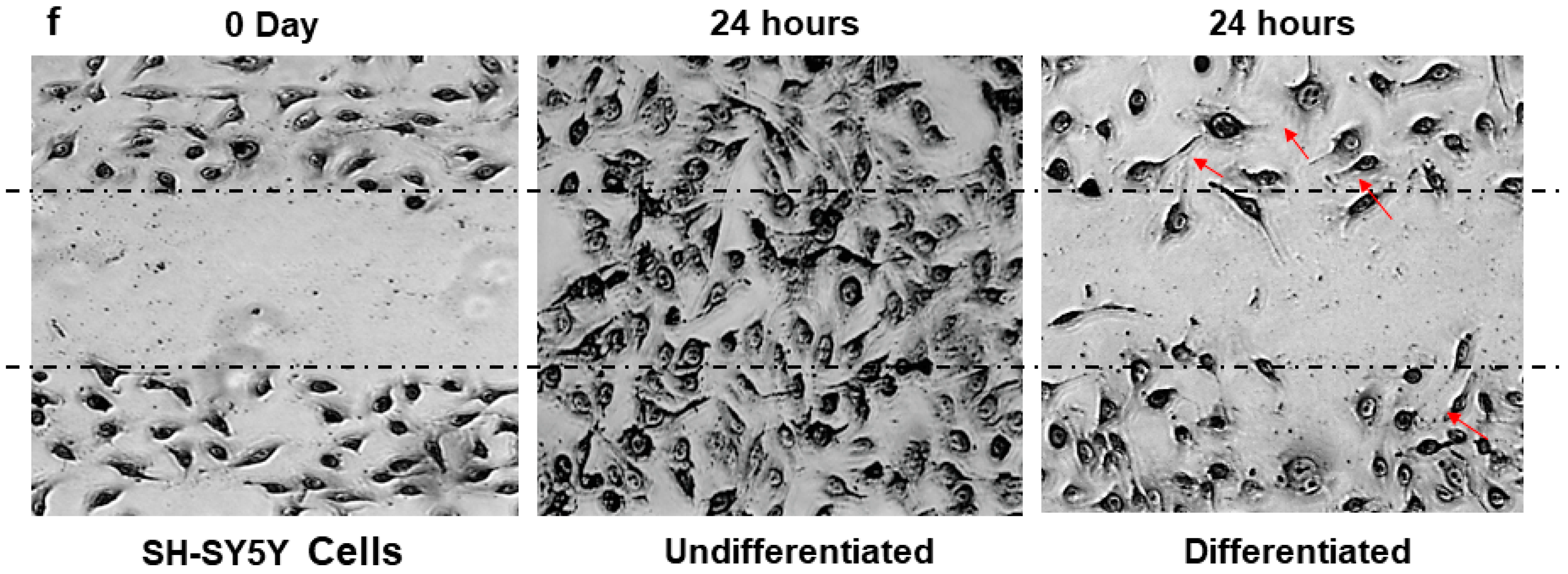 Cells 07 00250 g002b Cells 07 00250 g002b
