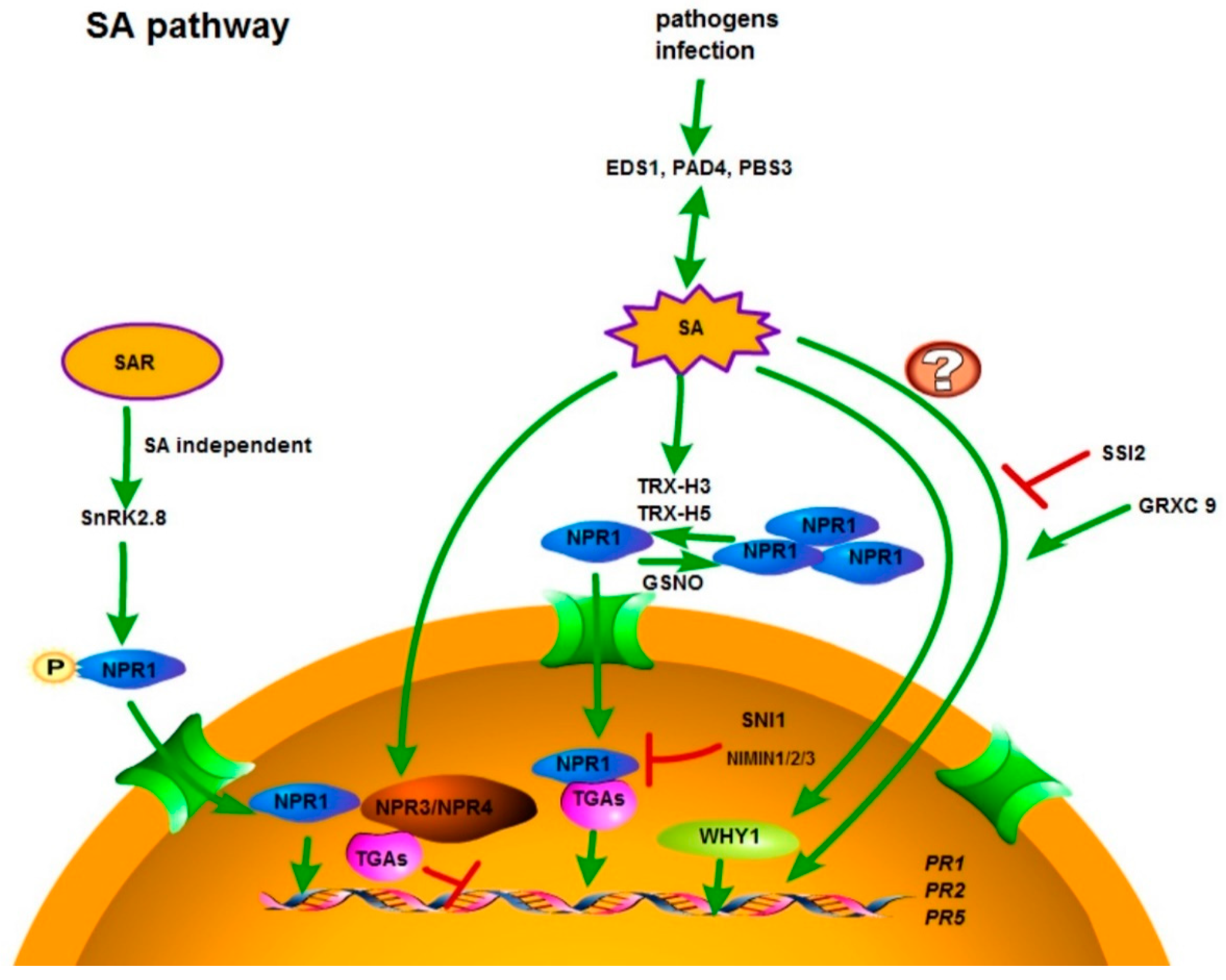 Cells 07 00252 g001 Cells 07 00252 g001