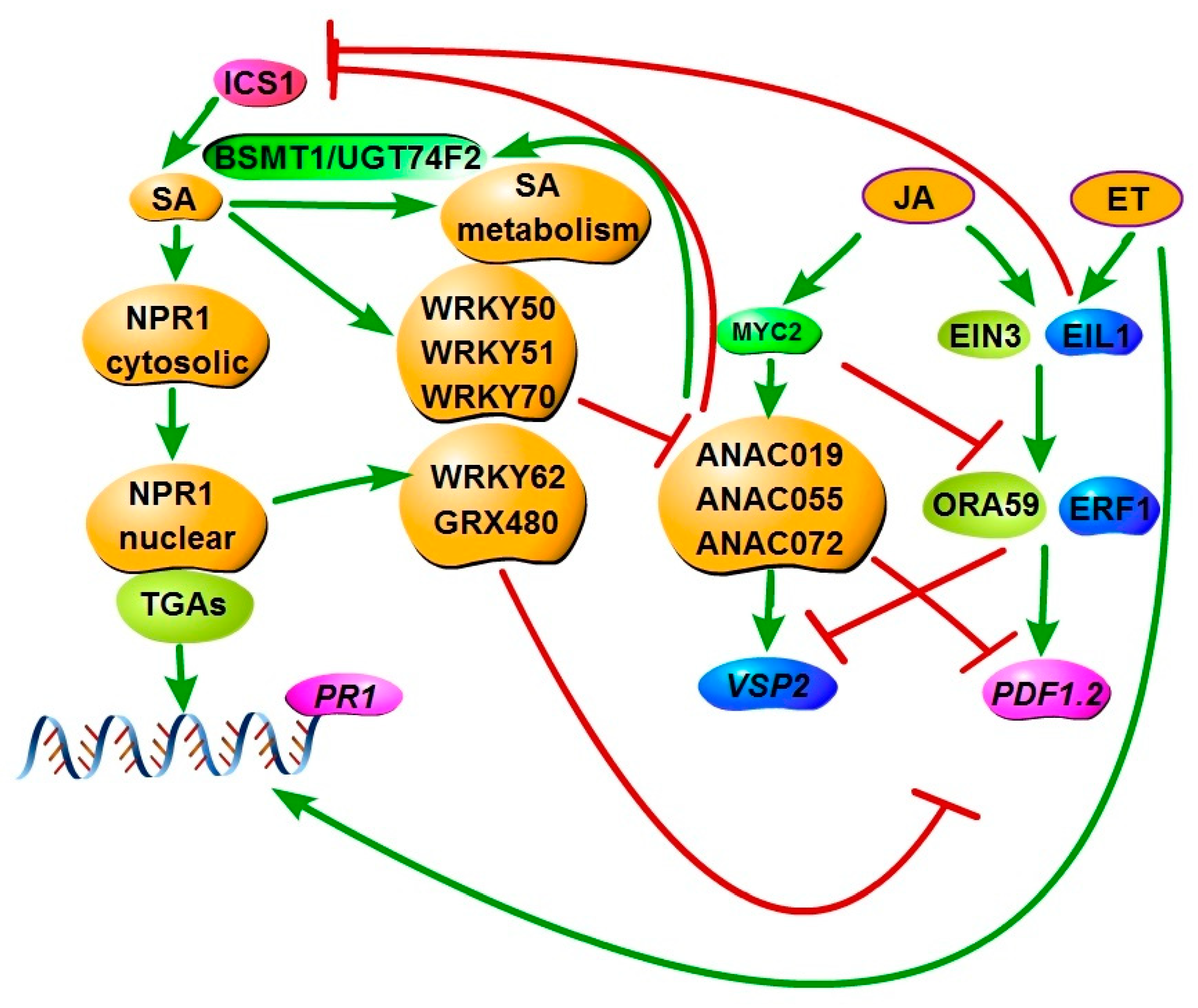 Cells 07 00252 g003 Cells 07 00252 g003