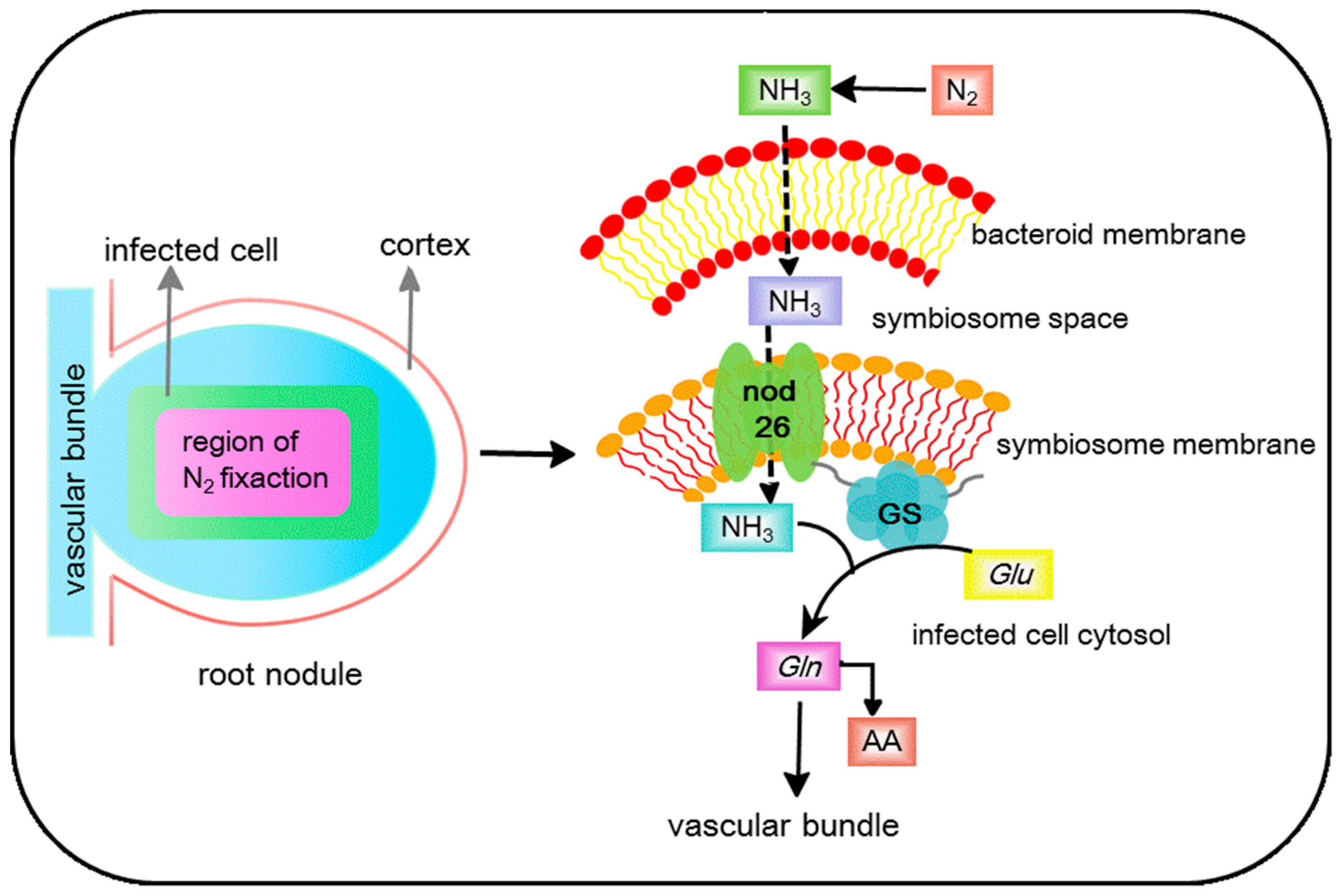Cells 07 00267 g001 Cells 07 00267 g001