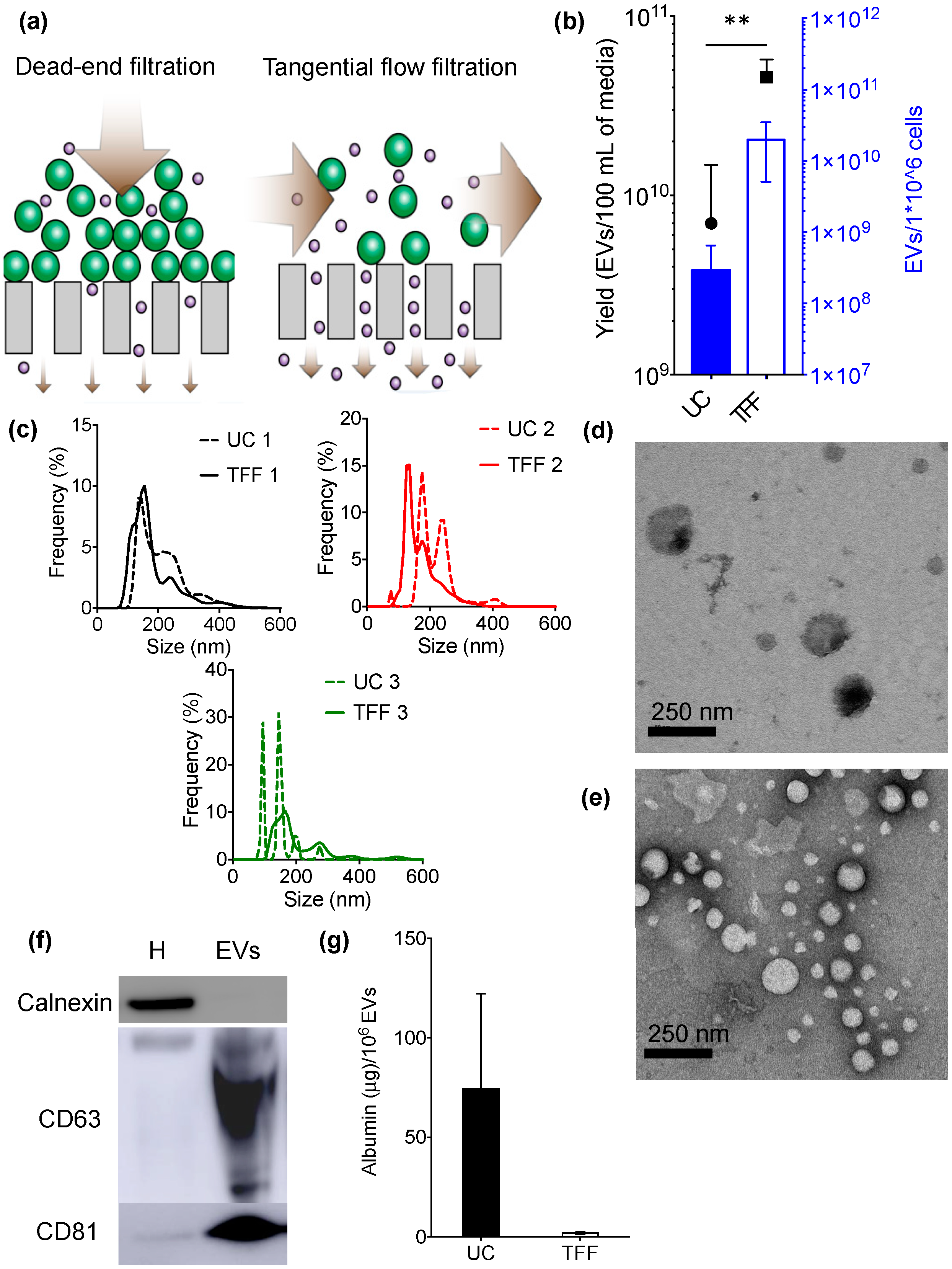 Cells 07 00273 g001 Cells 07 00273 g001
