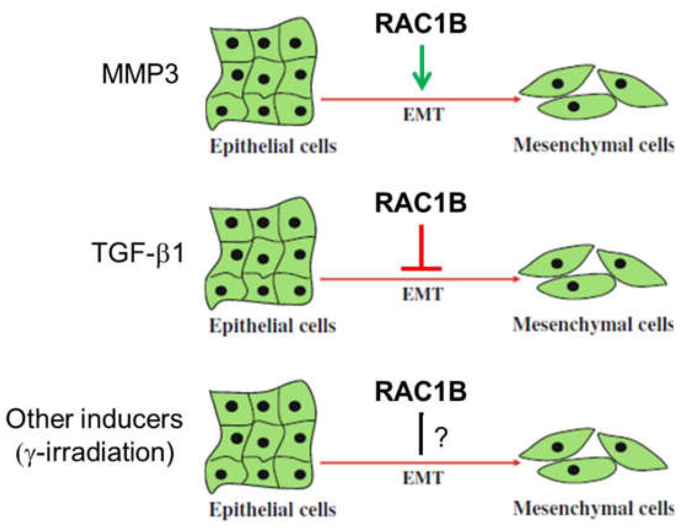 Cells 08 00021 g002 Cells 08 00021 g002